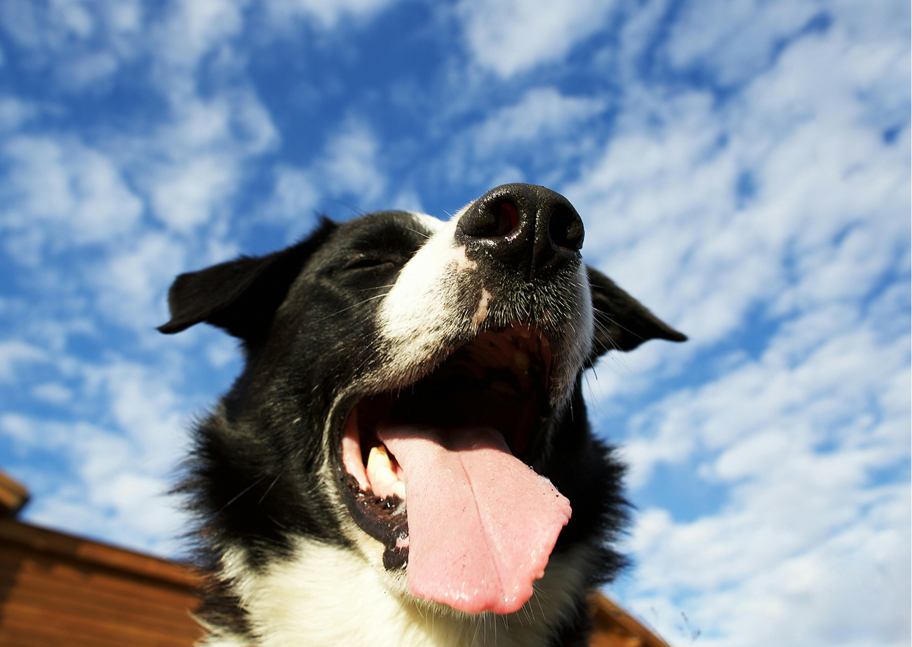 border collie 