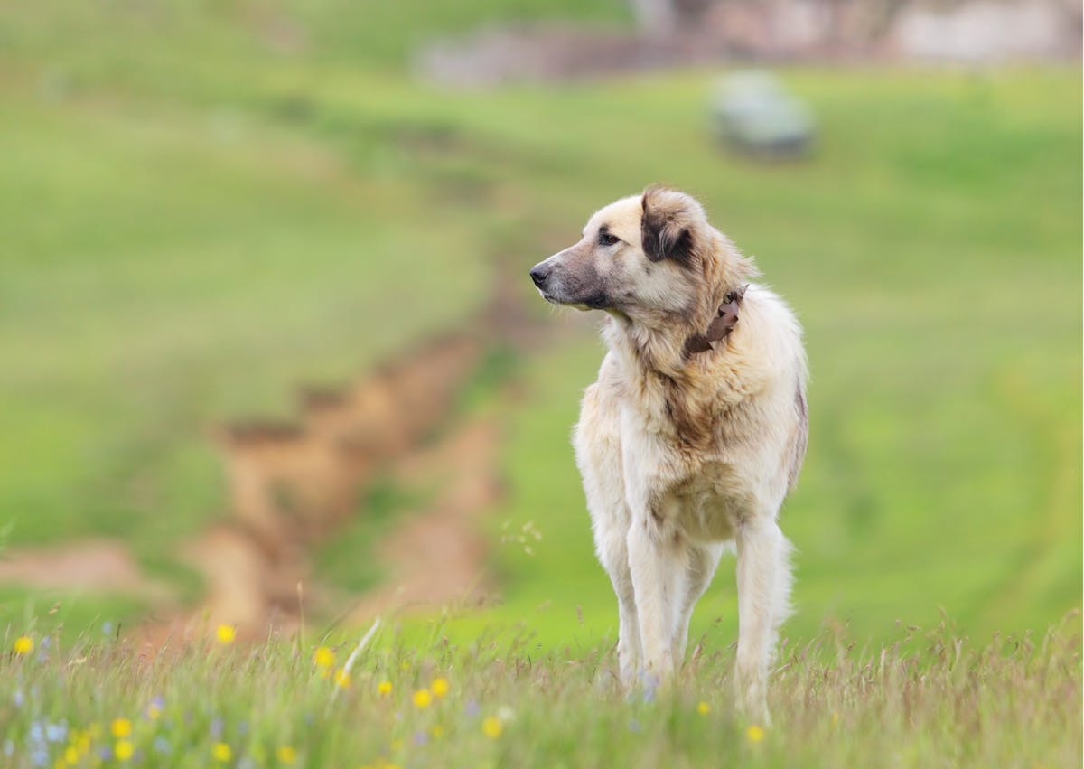 chien de berger dans la nature 
