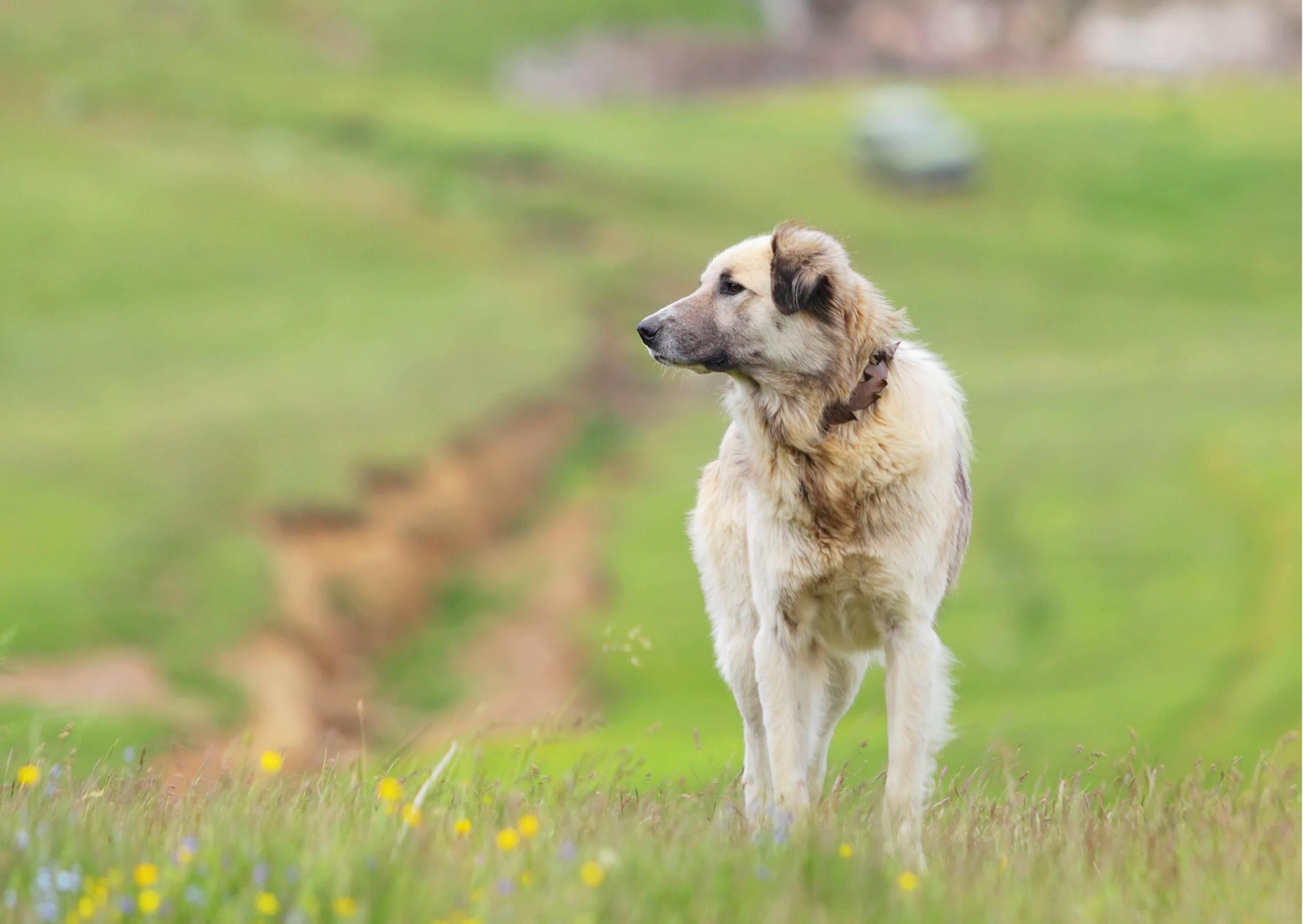 chien de berger dans la nature 