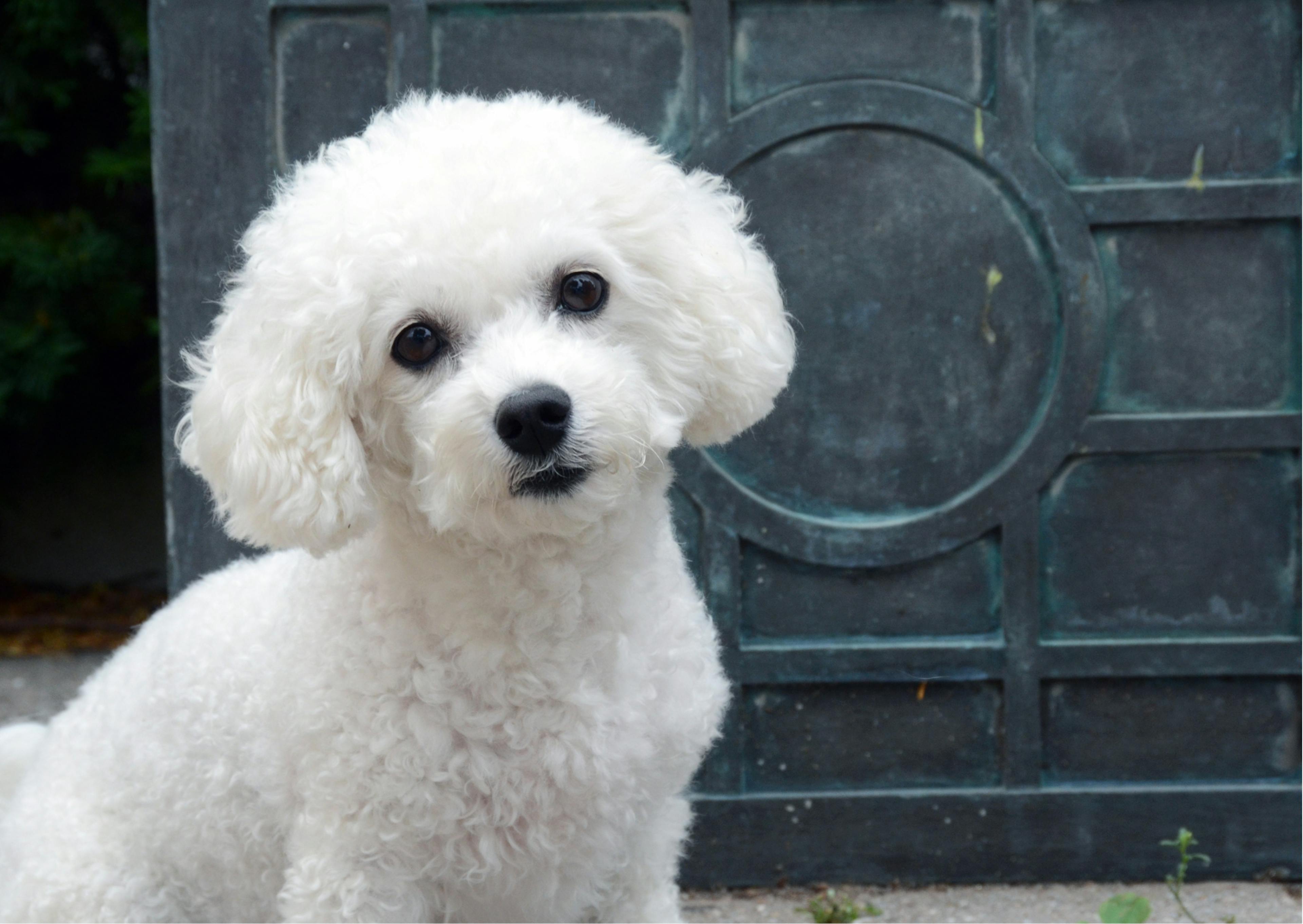 bichon frisé blanc