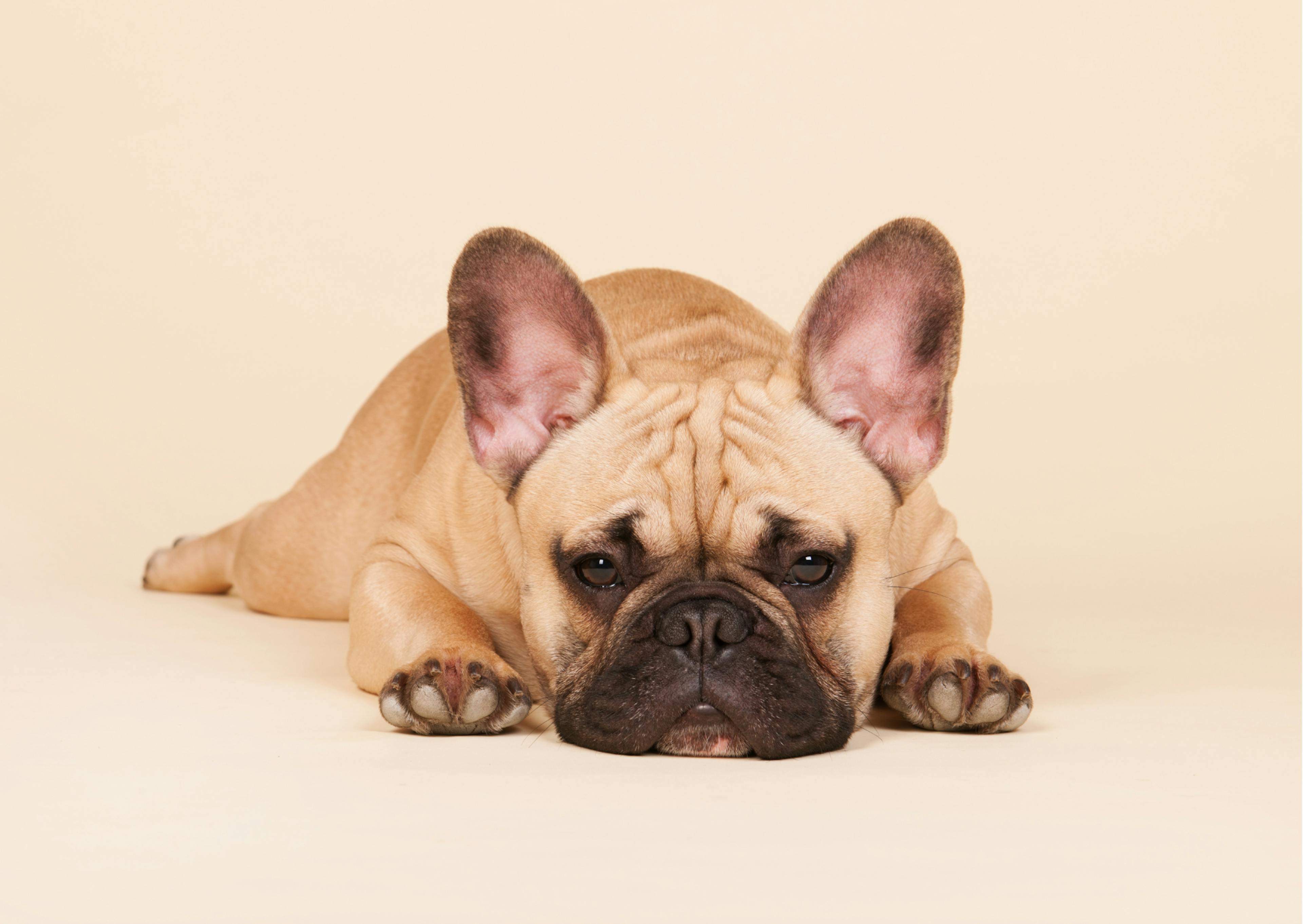 bouledogue français beige allongé