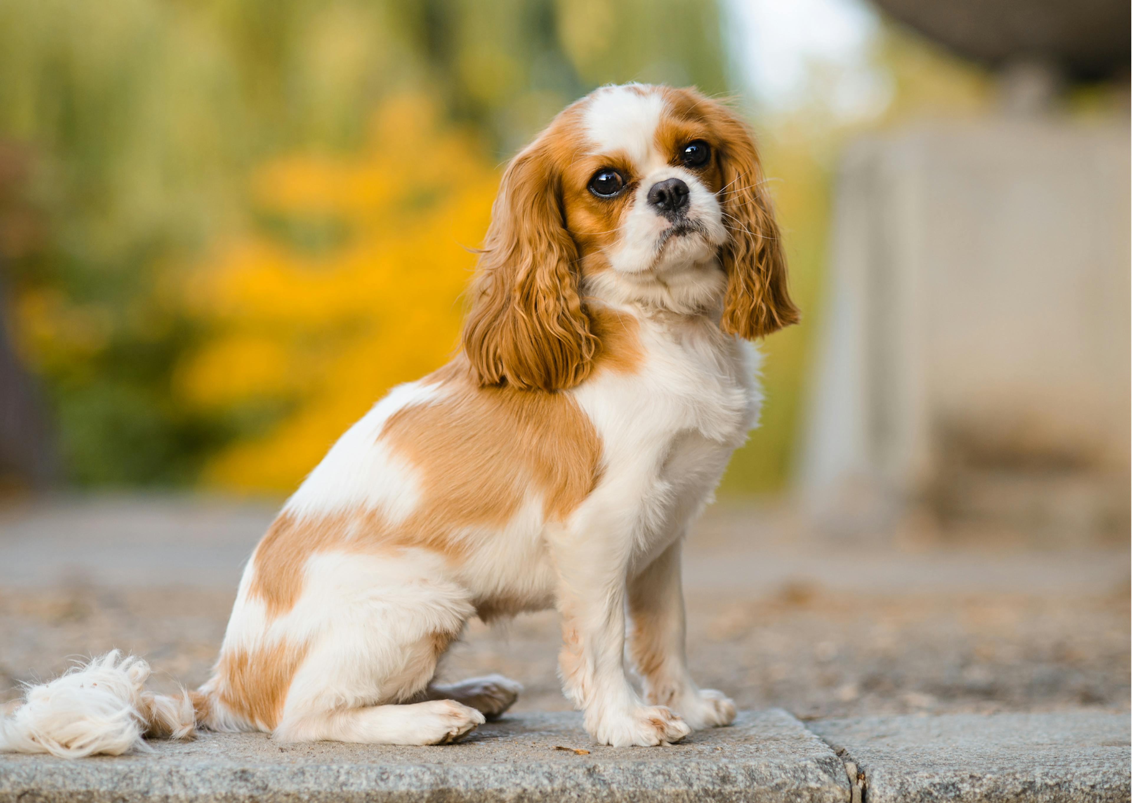 cavalier king charles blanc et beige 