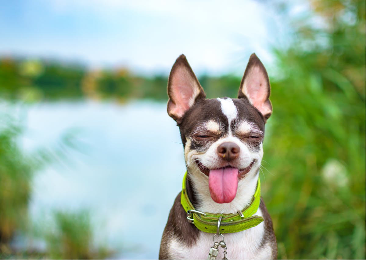chihuachua marron et beige qui tire la langue