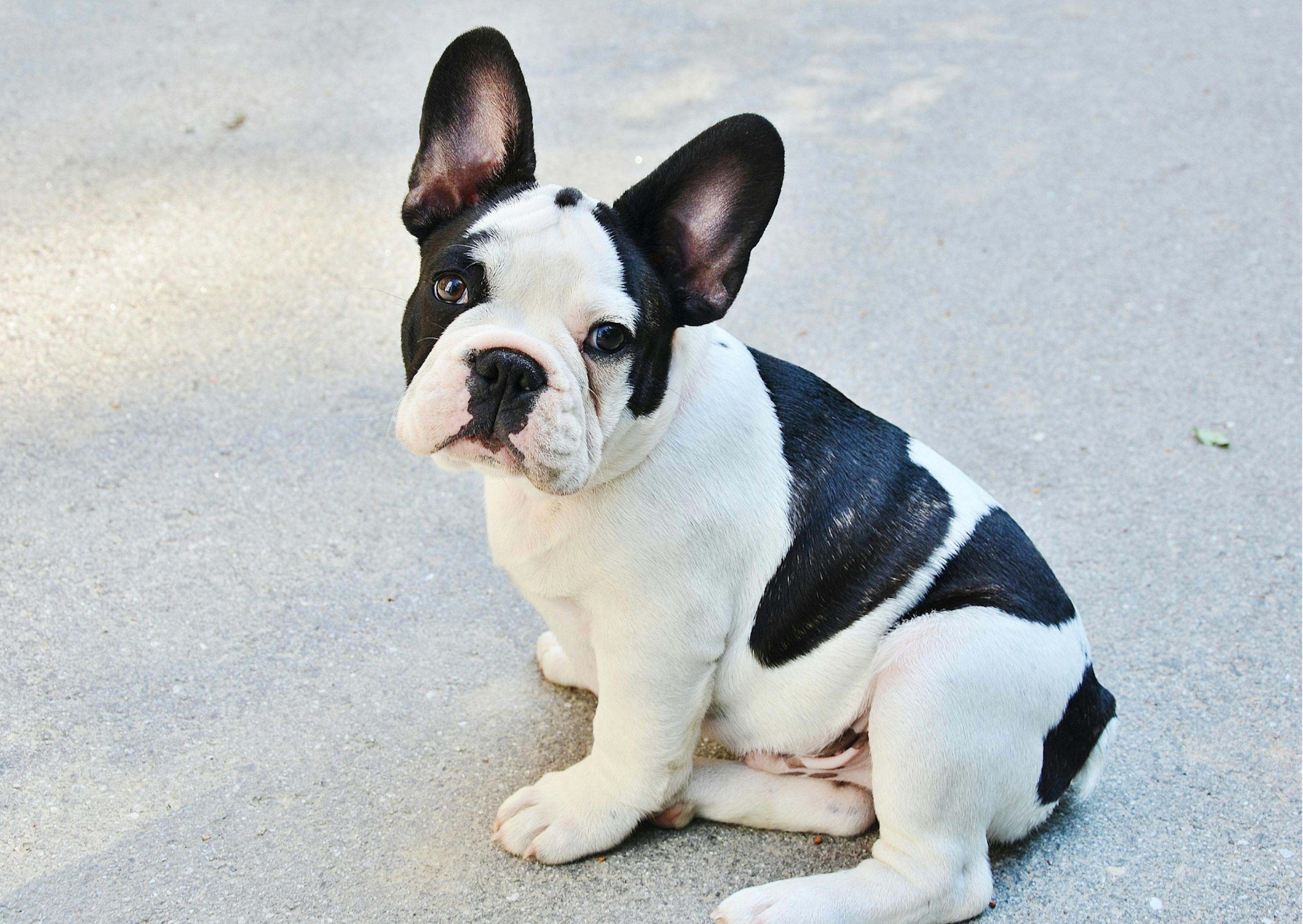 chiot bouledogue français blanc et noir assis