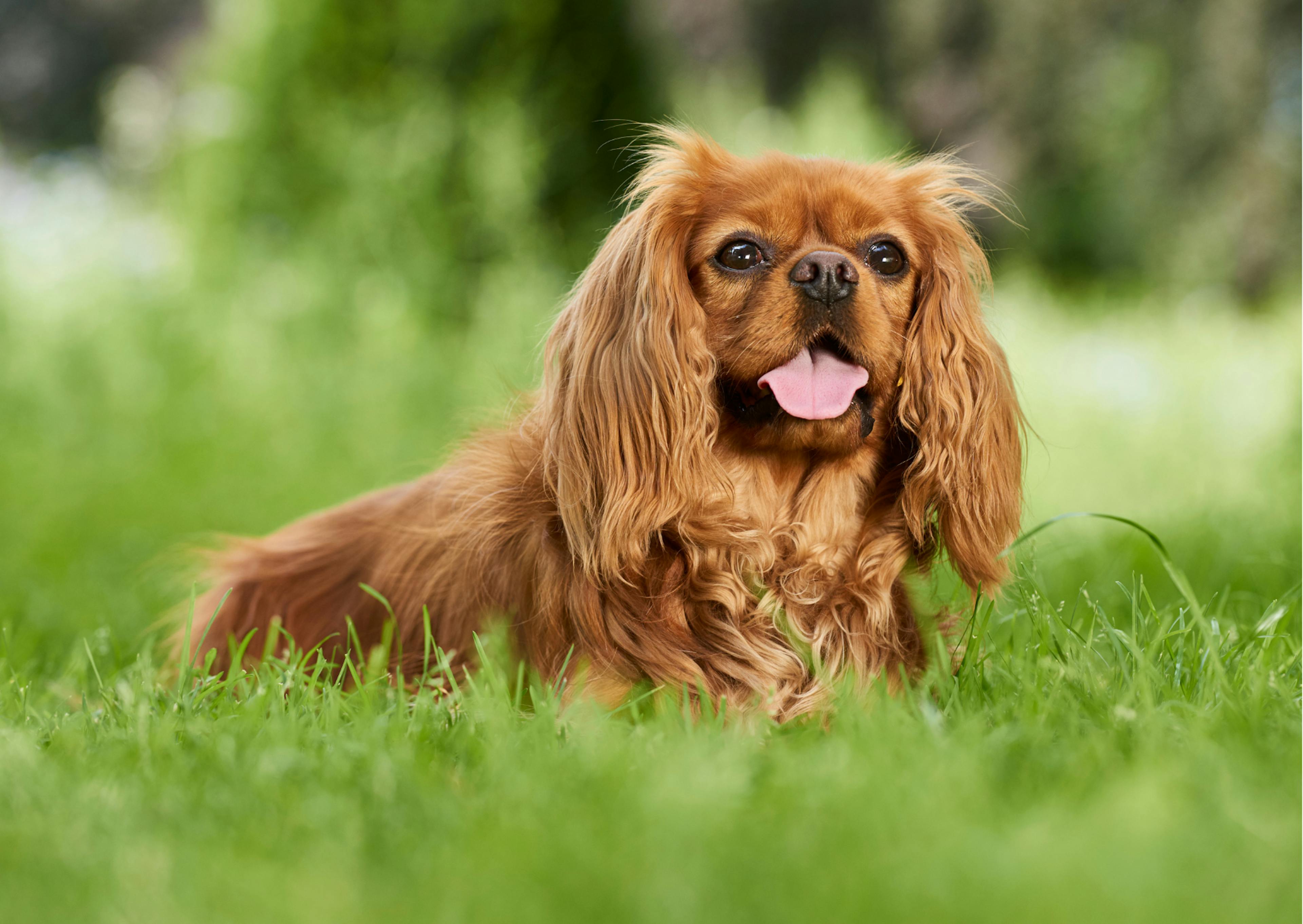 cavalier king charles rubis dans l'herbe