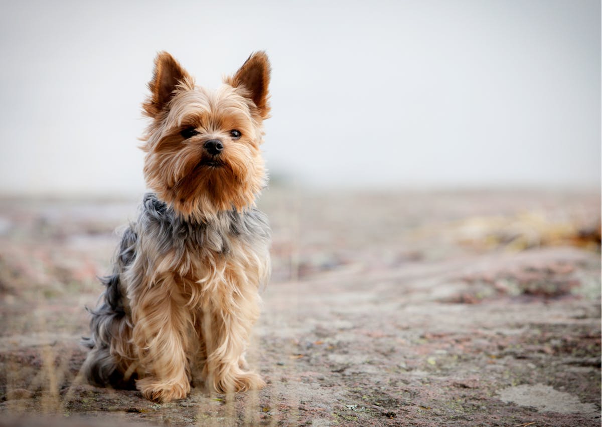 yorkshire terrier assis