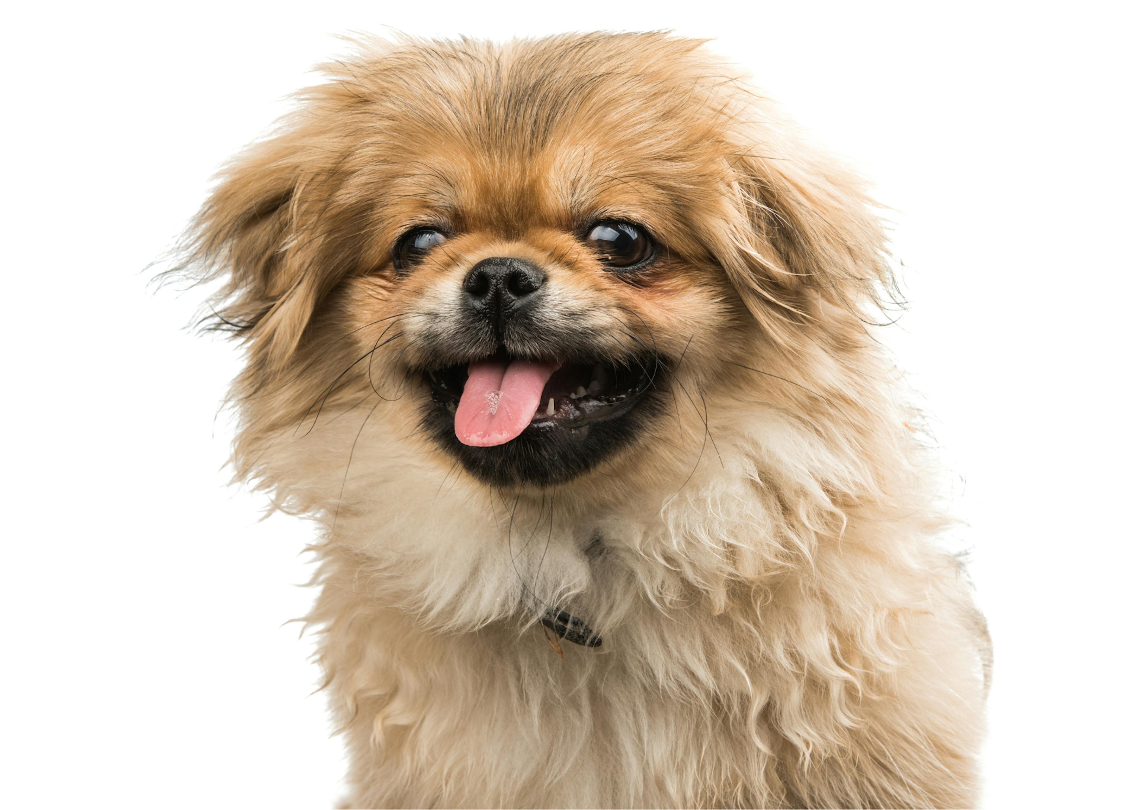 pekinois beige