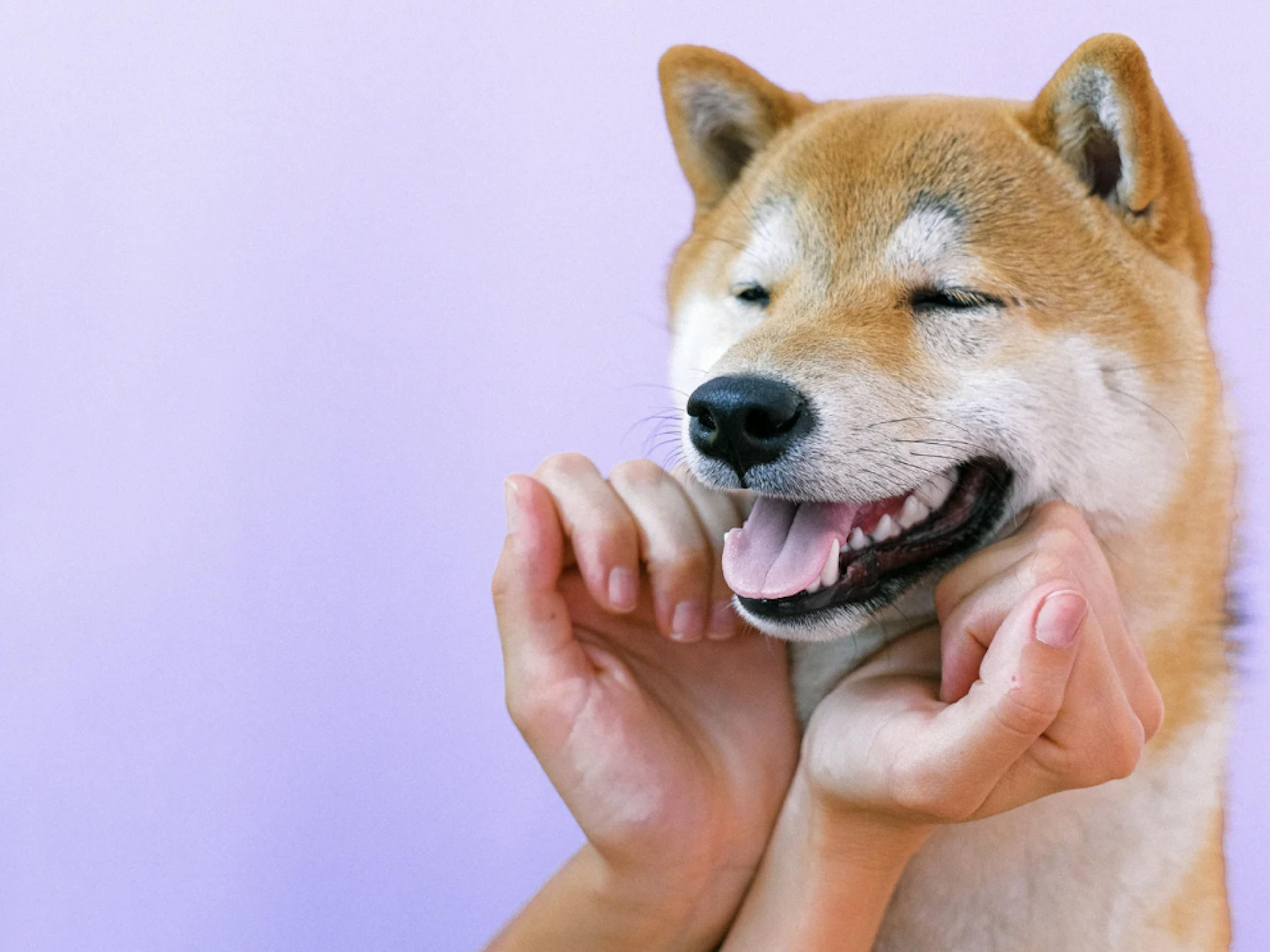 Shiba Inu qui sourit sur fond violet