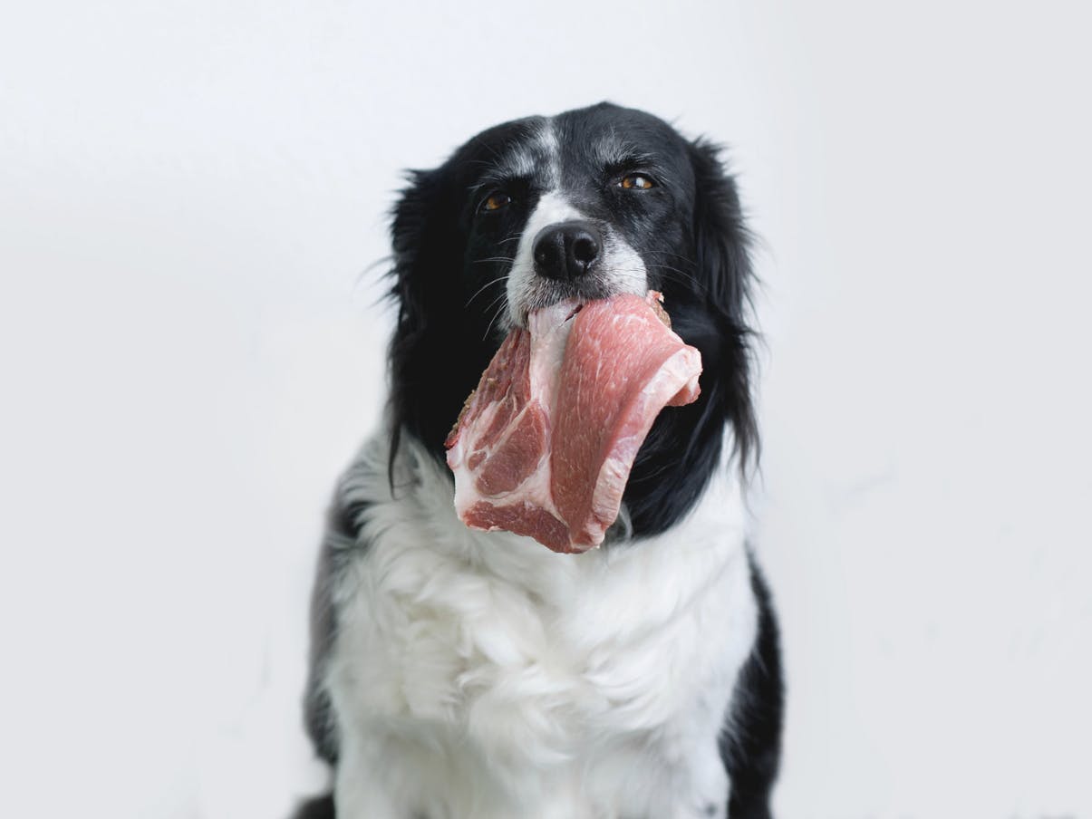 Border Collie qui tient un morceau de viande dans la gueule
