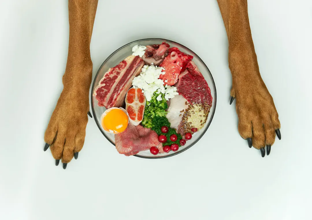 Deux pattes avant d'un chien devant une gamelle BARF