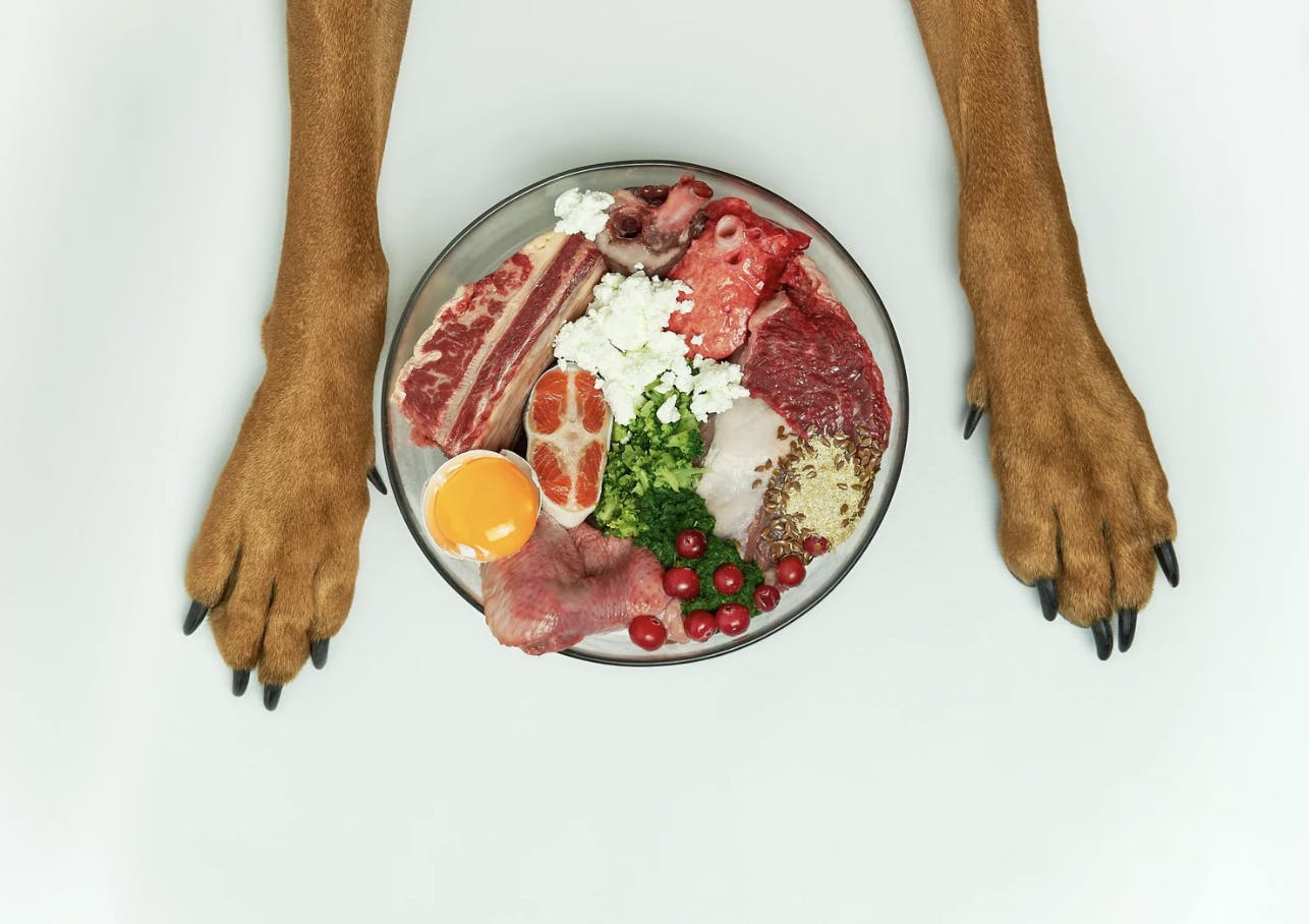 Deux pattes avant d'un chien devant une gamelle BARF