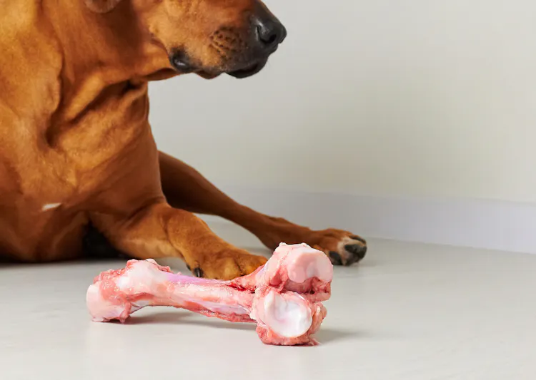 chien couché devant un os à moelle
