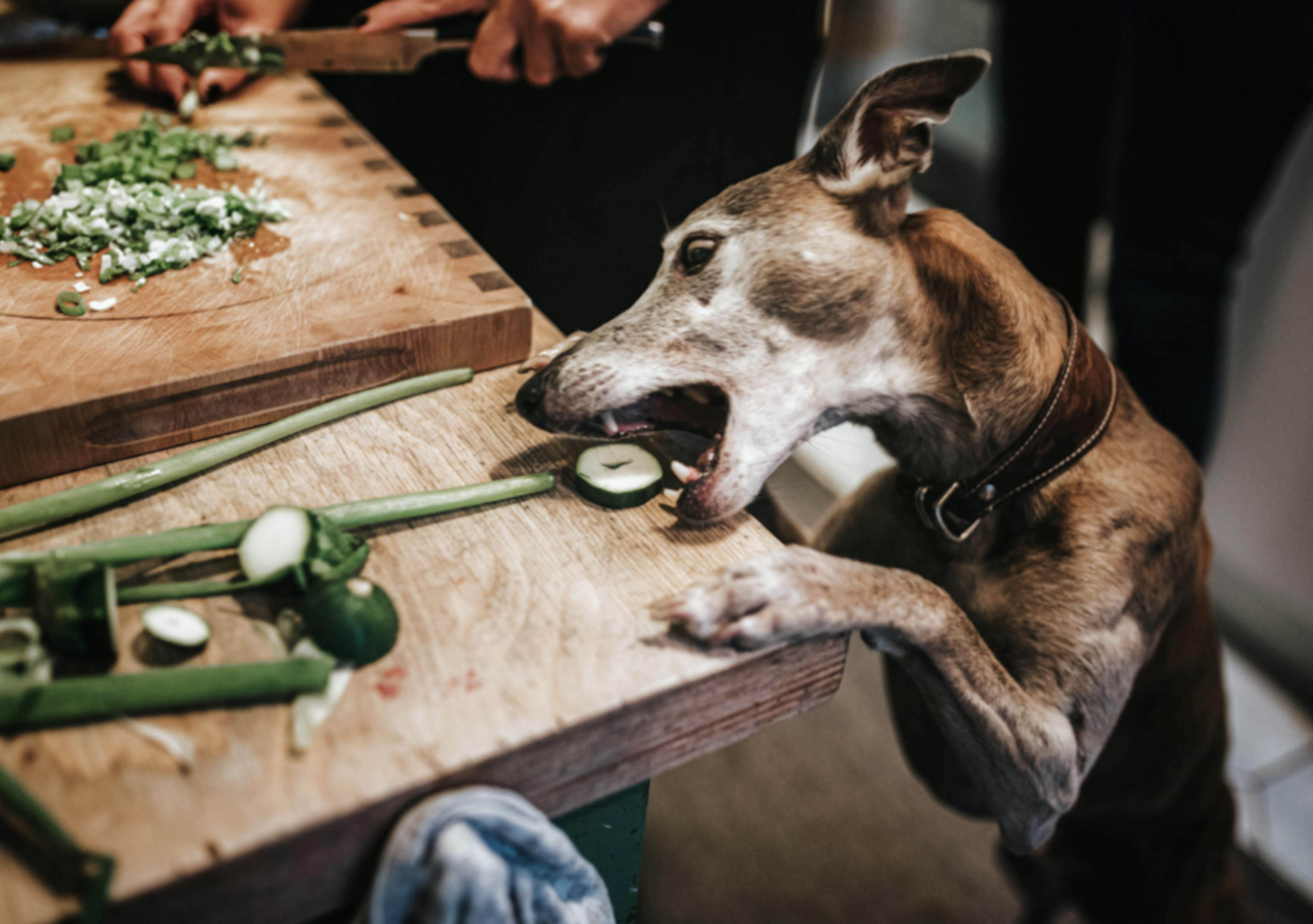 Chien qui essaie de voler un morceau de courgette sur la table