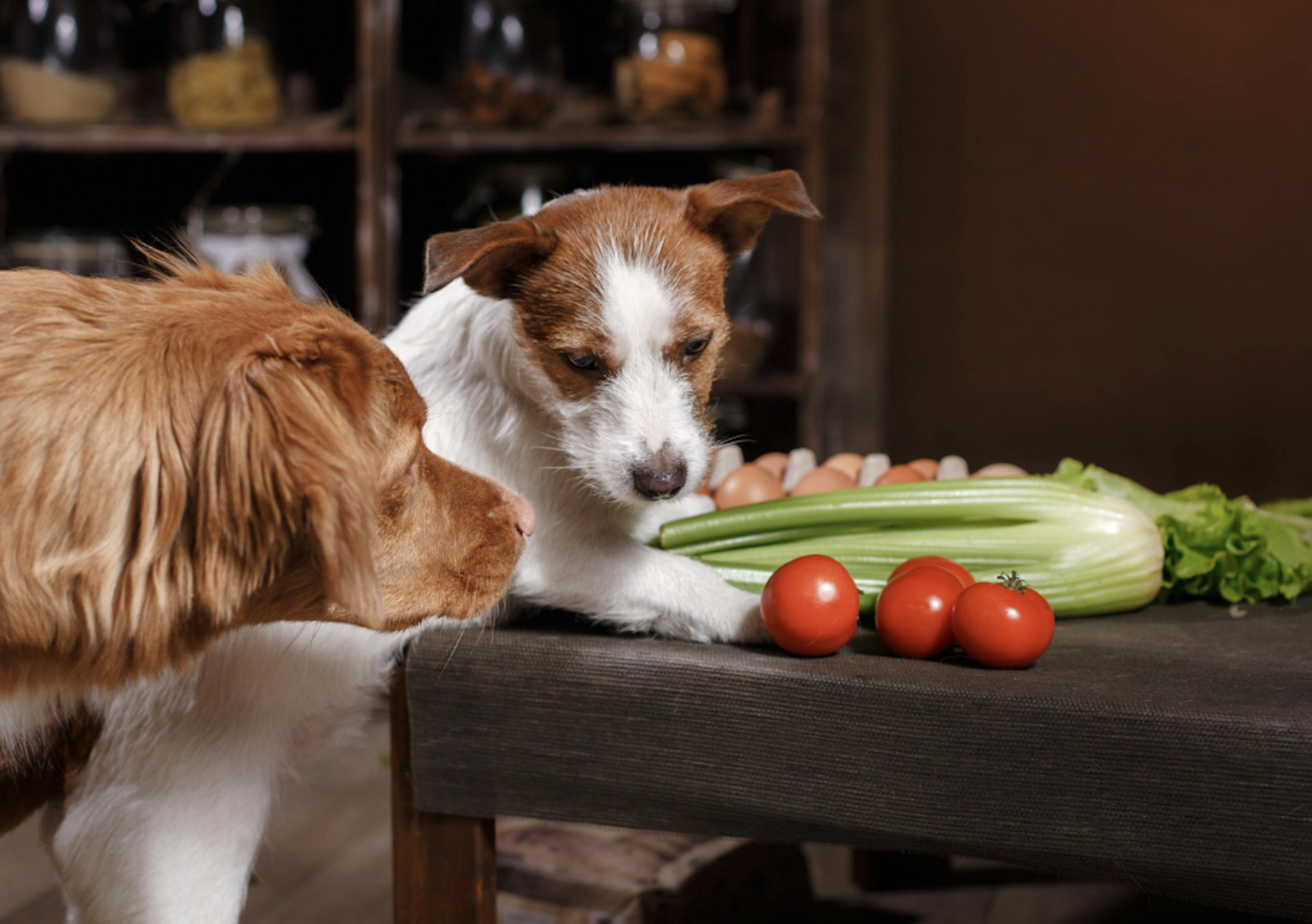 Deux chiens qui sentent des légumes sur la table