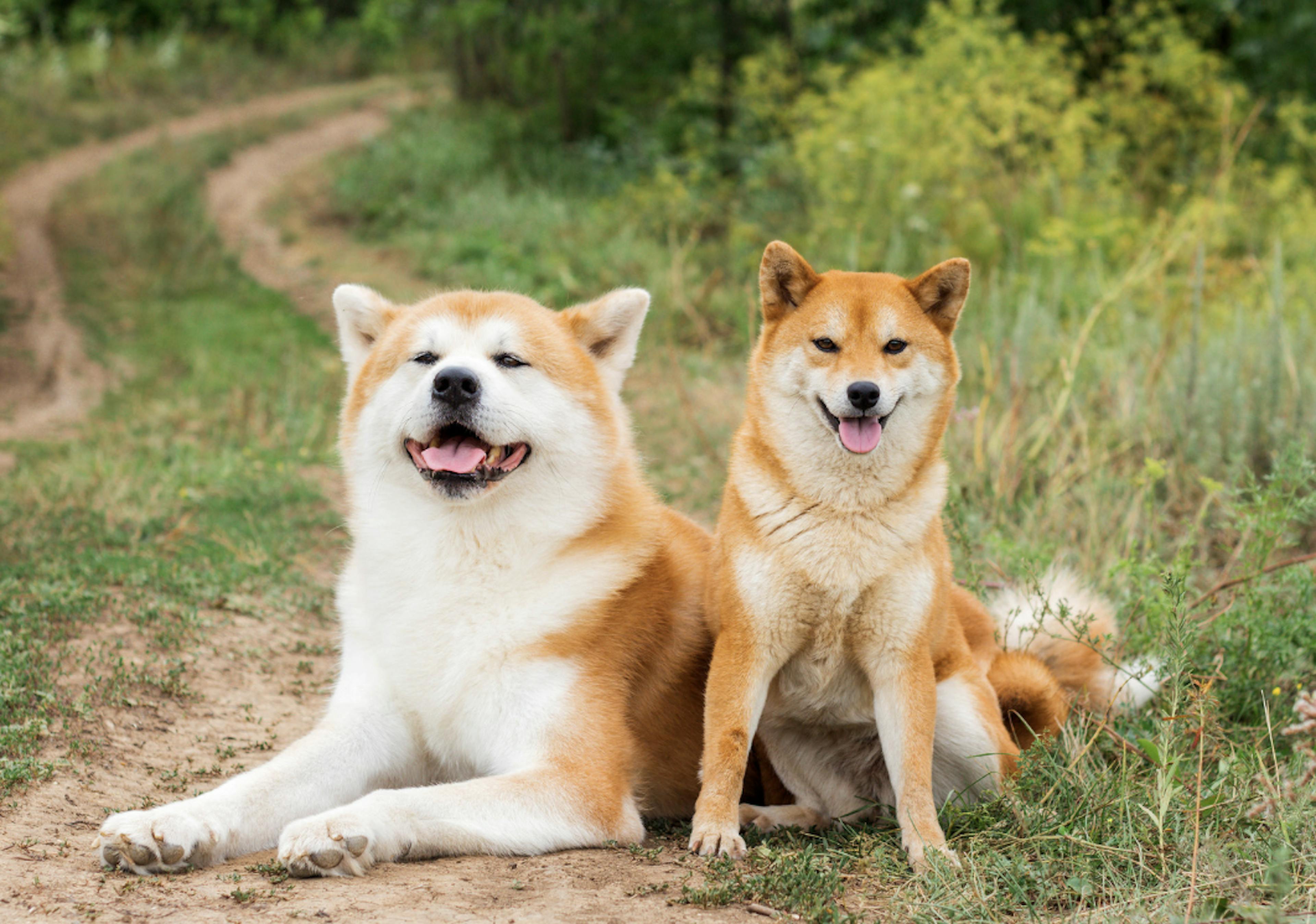 Akita Inu couché à côté d'un Shiba Inu