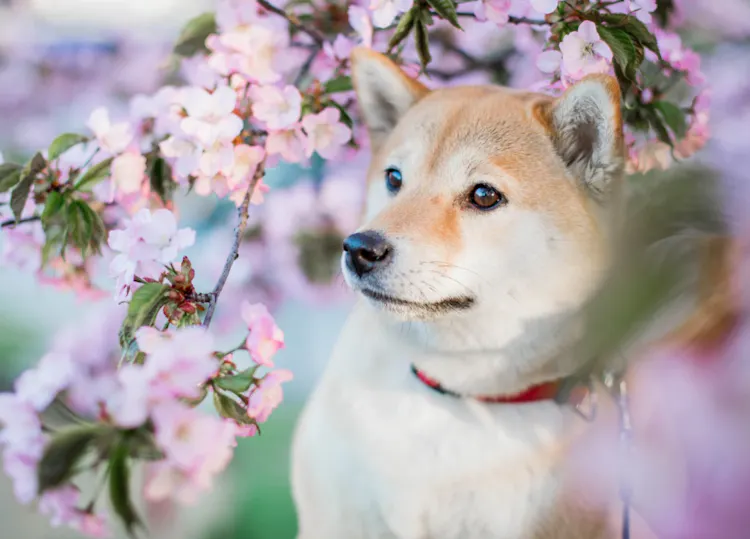 Petit Shiba Inu devant un cerisier en fleur