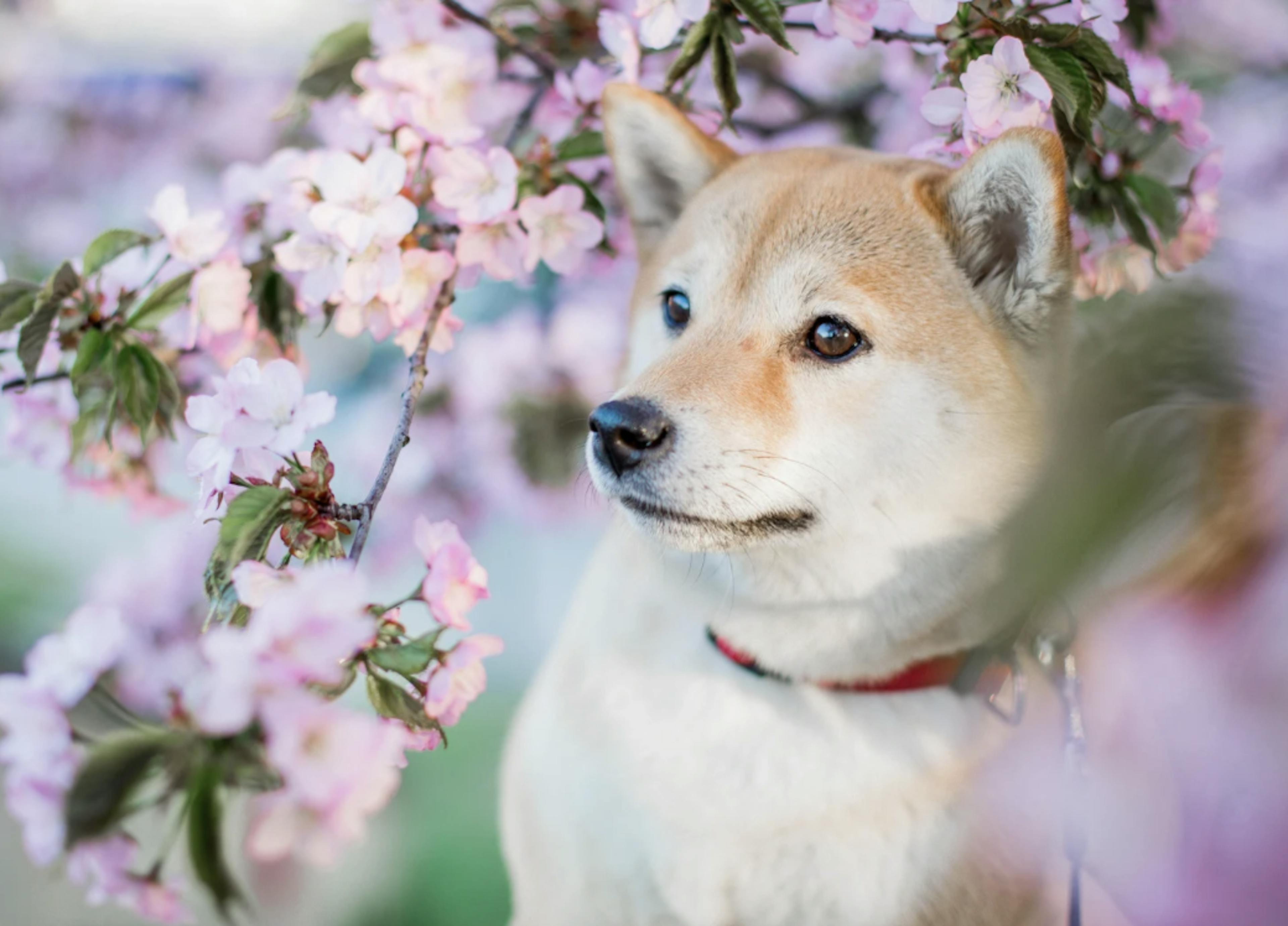 Petit Shiba Inu devant un cerisier en fleur 