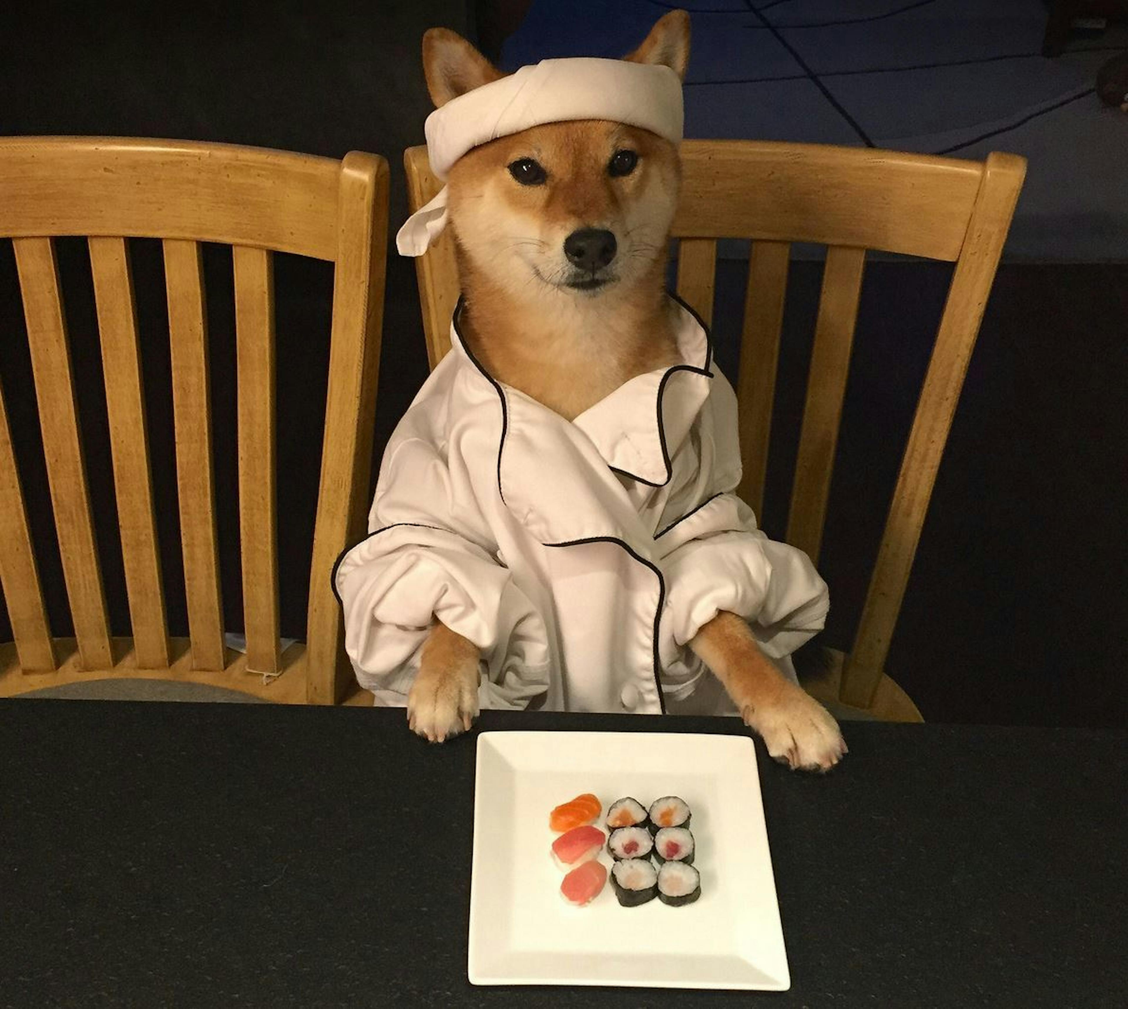 Shiba en tenue de judo devant une assiette de sushi