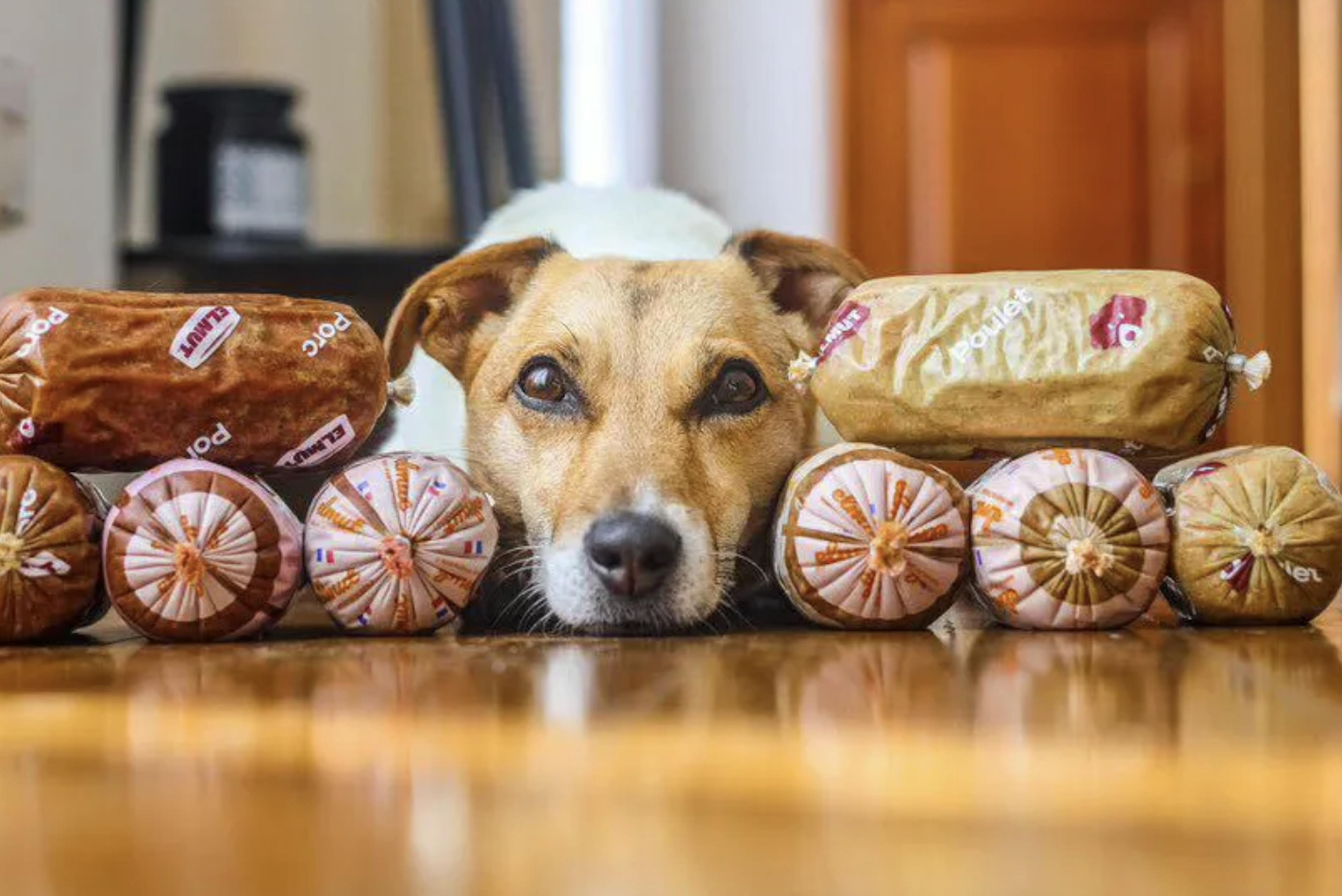 Jack Russel qui pose devant des boudins Elmut