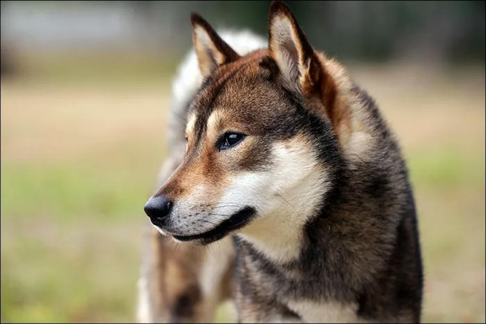 Photo portrait d'un Shikoku Ken