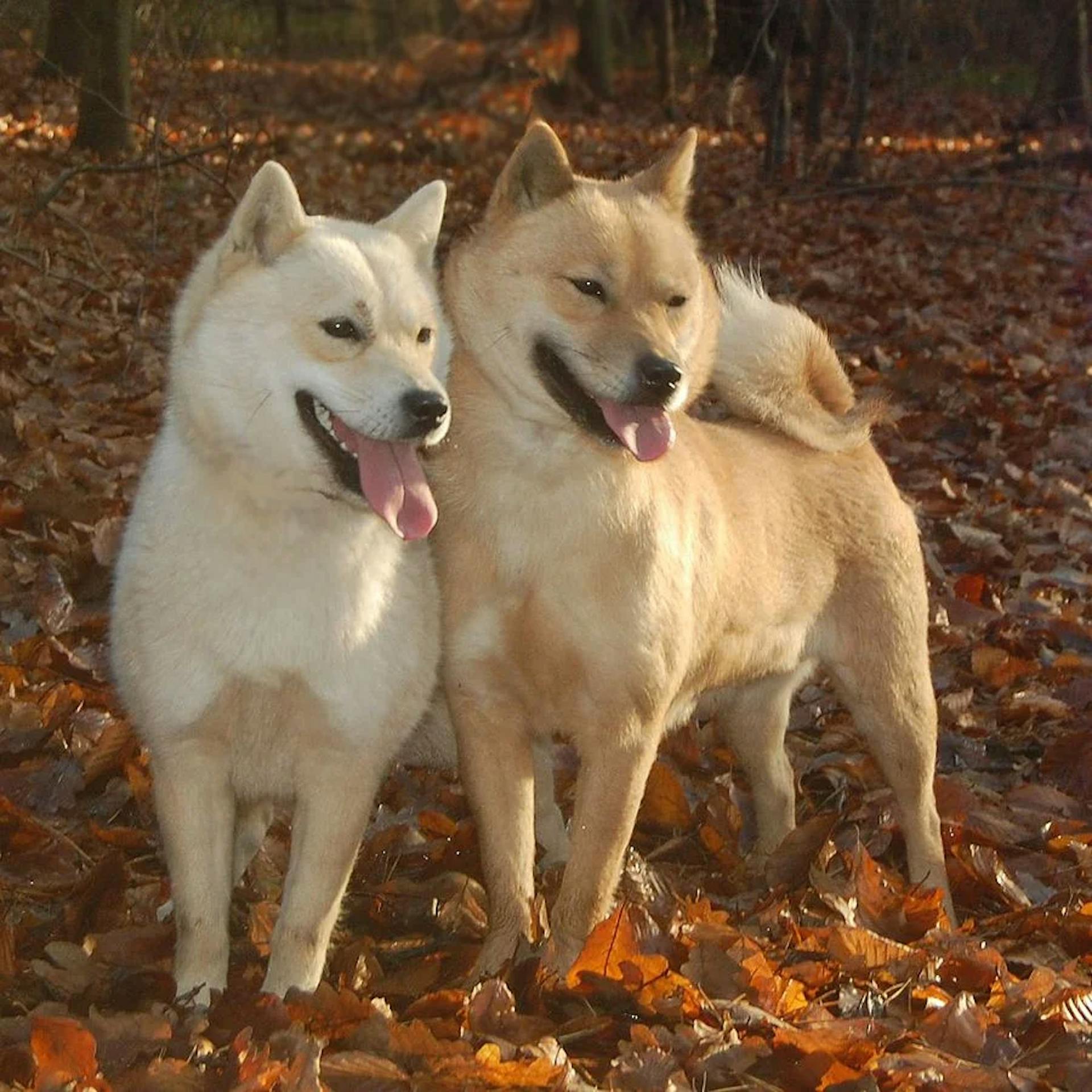 Deux Hokkaïdo Ken qui pose dans les feuilles d'automne