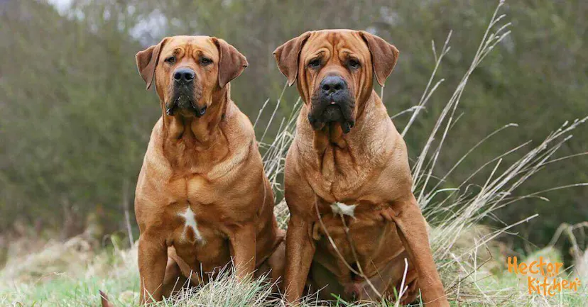 Deux Tosa Inu assis côte à côte