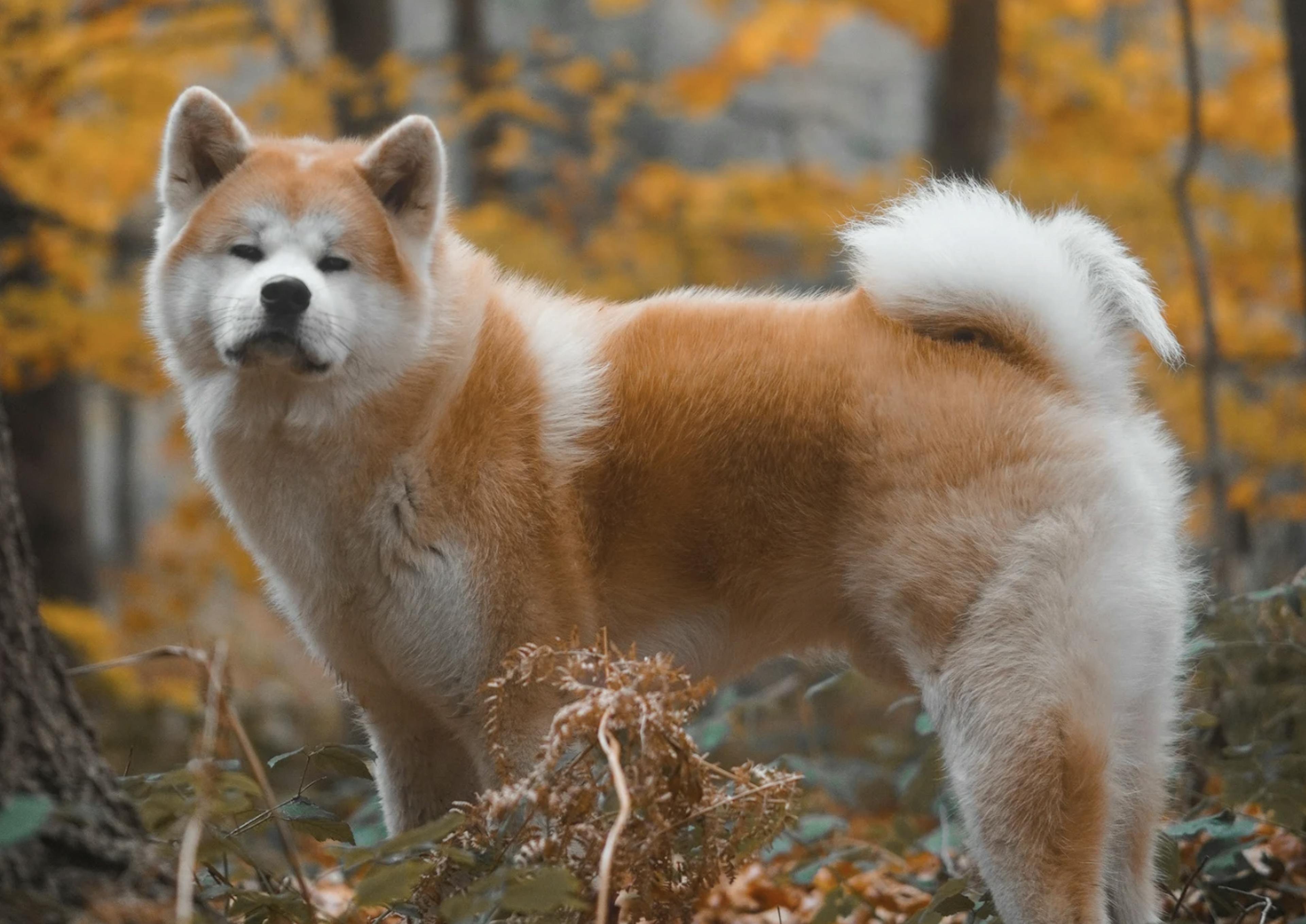 Akita Inu fauve qui regarde l'objectif