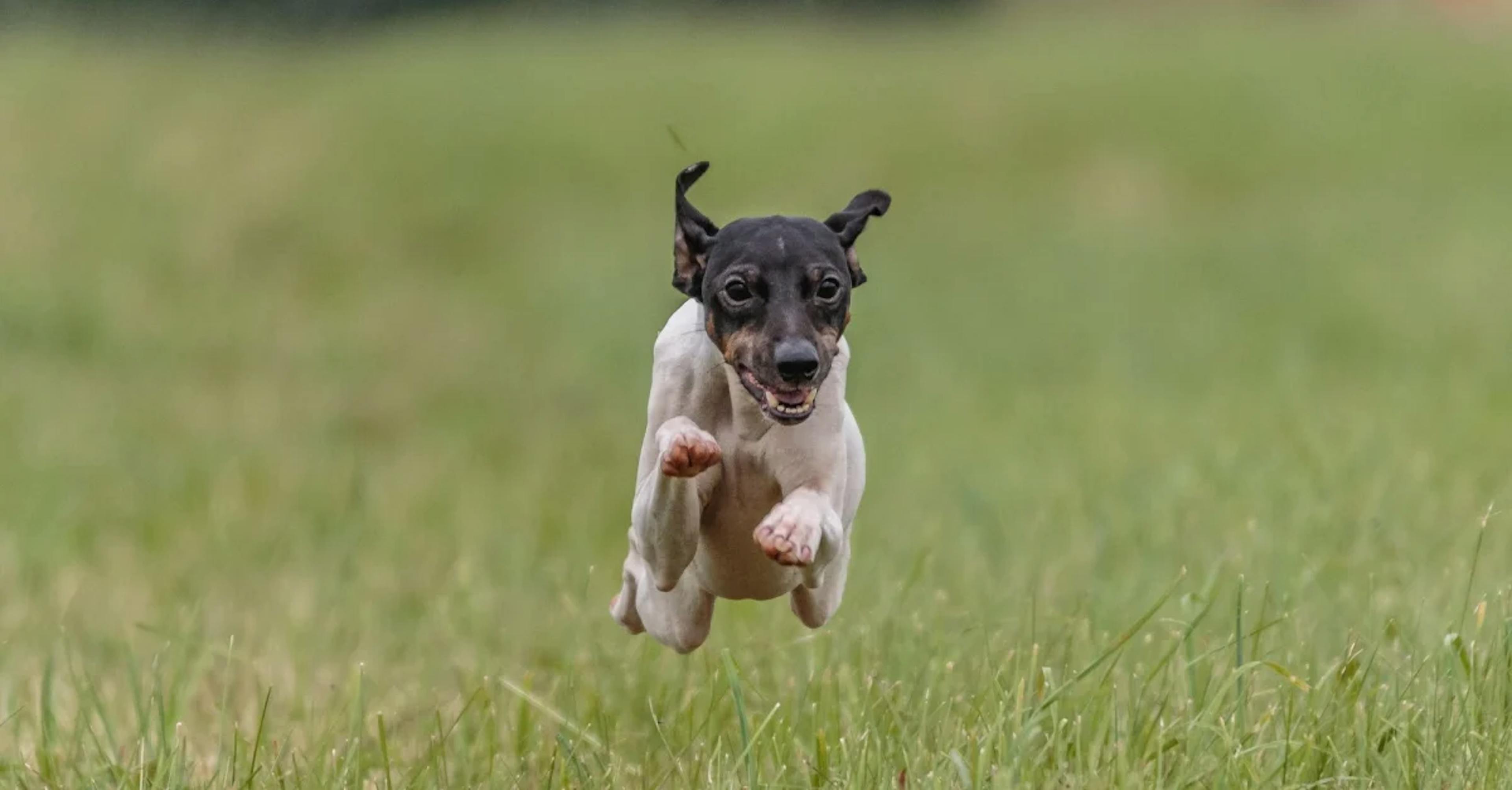 Terrier Japonais qui court dans l'herbe