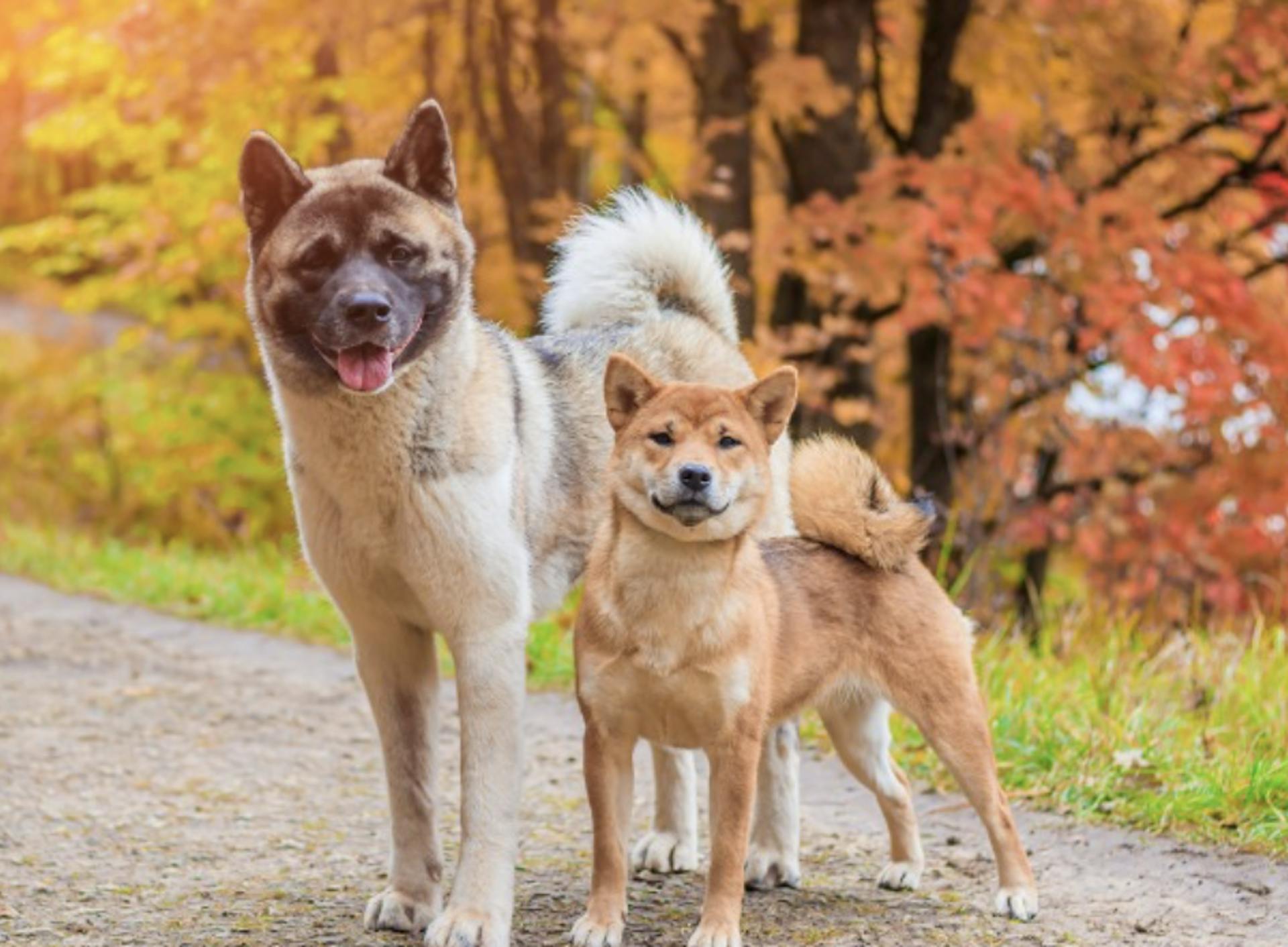 Akita qui pose à côté d'un Shiba Inu