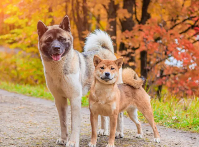 Akita qui pose à côté d'un Shiba Inu