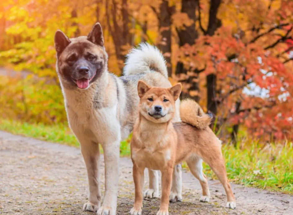 Chiens Japonais Les 10 Races Que Vous Devez Conna tre chiens-japonais-les-10-races-que-vous-devez-conna-tre