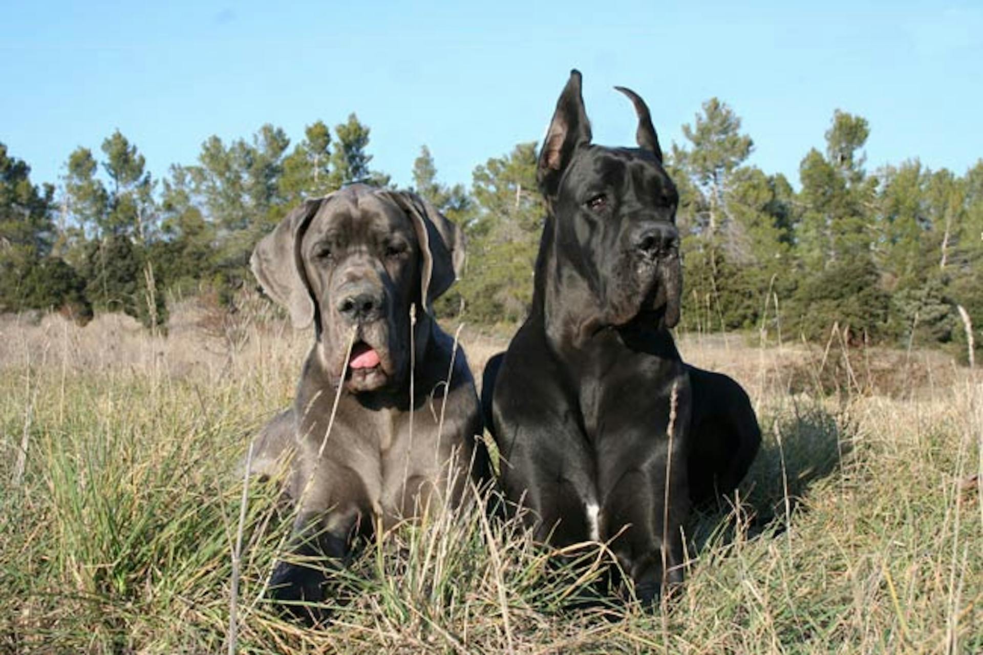 Deux Dog Allemand couché dans l'herbe