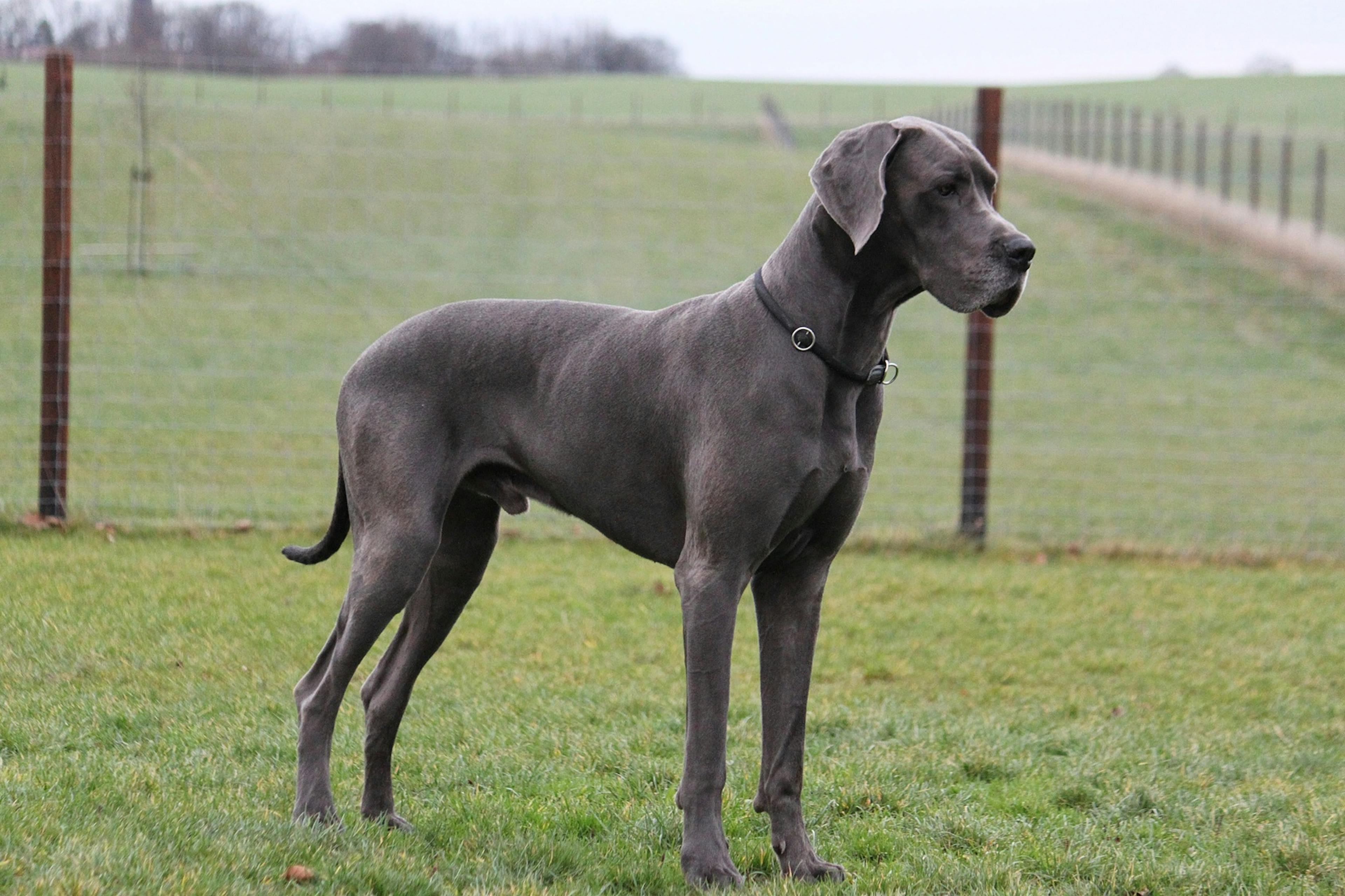 Dog Allemand dans un champs