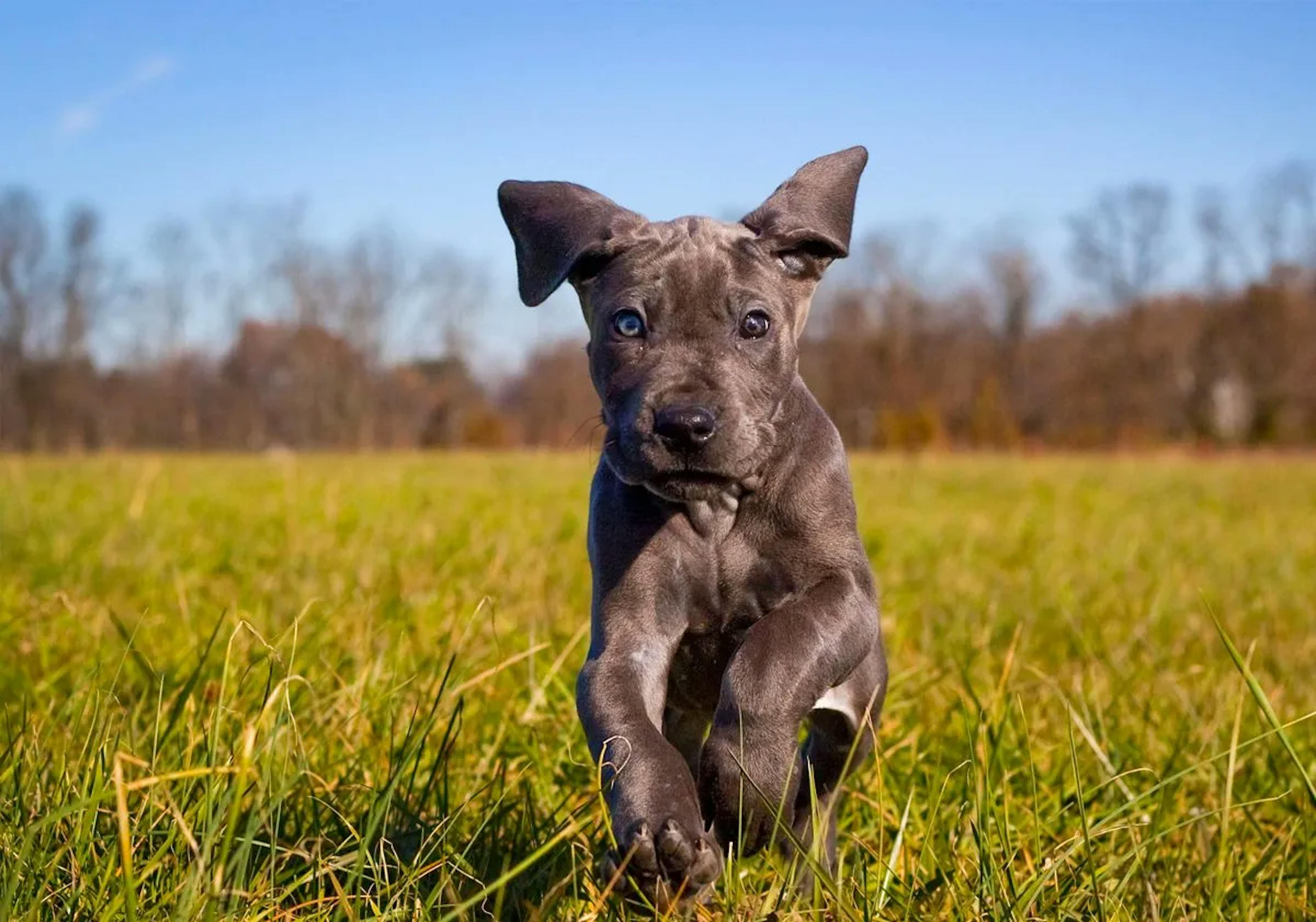 Chiot Dog Allemand qui court dans l'herbe