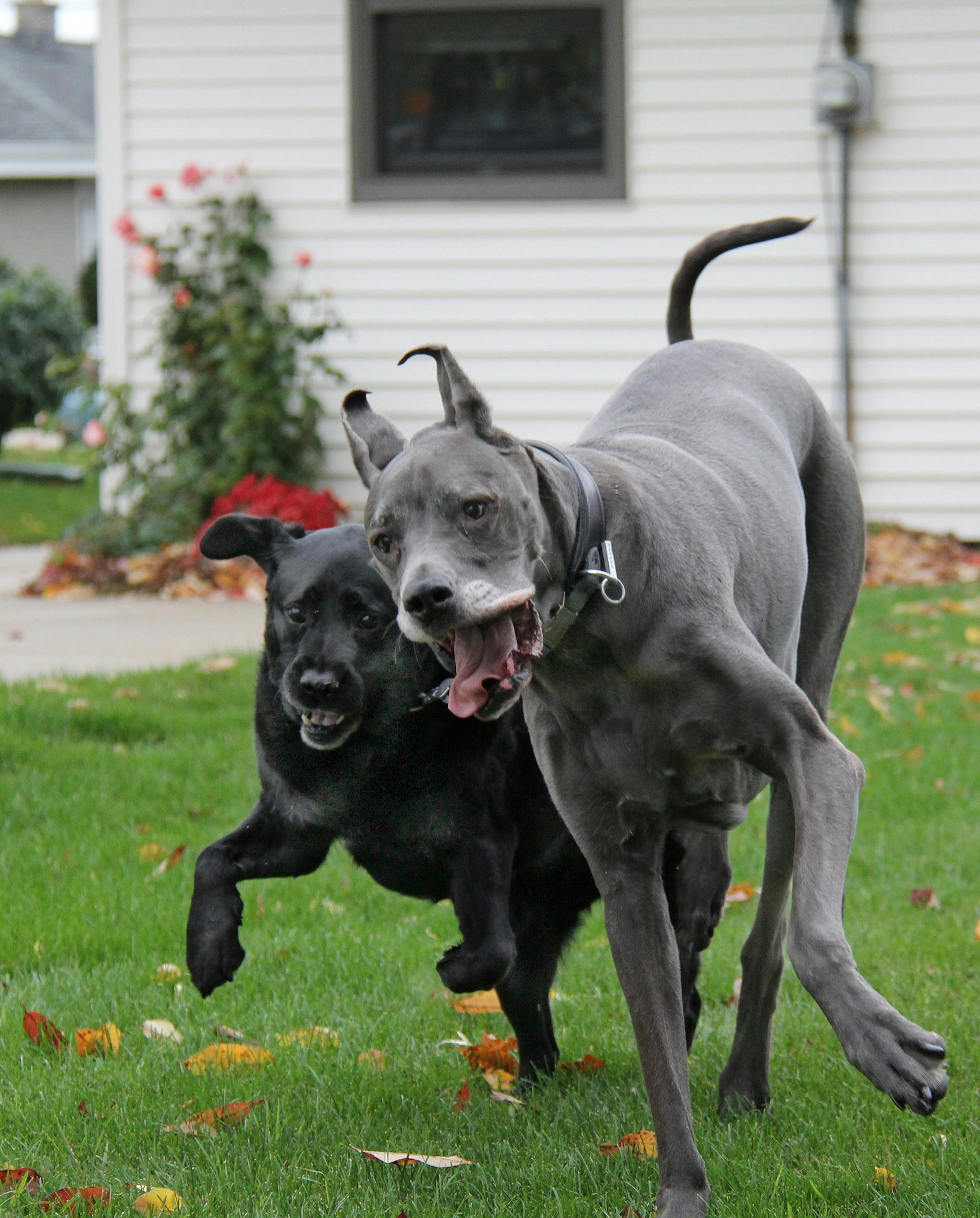 Un Dog Allemand qui joue avec un Labrador