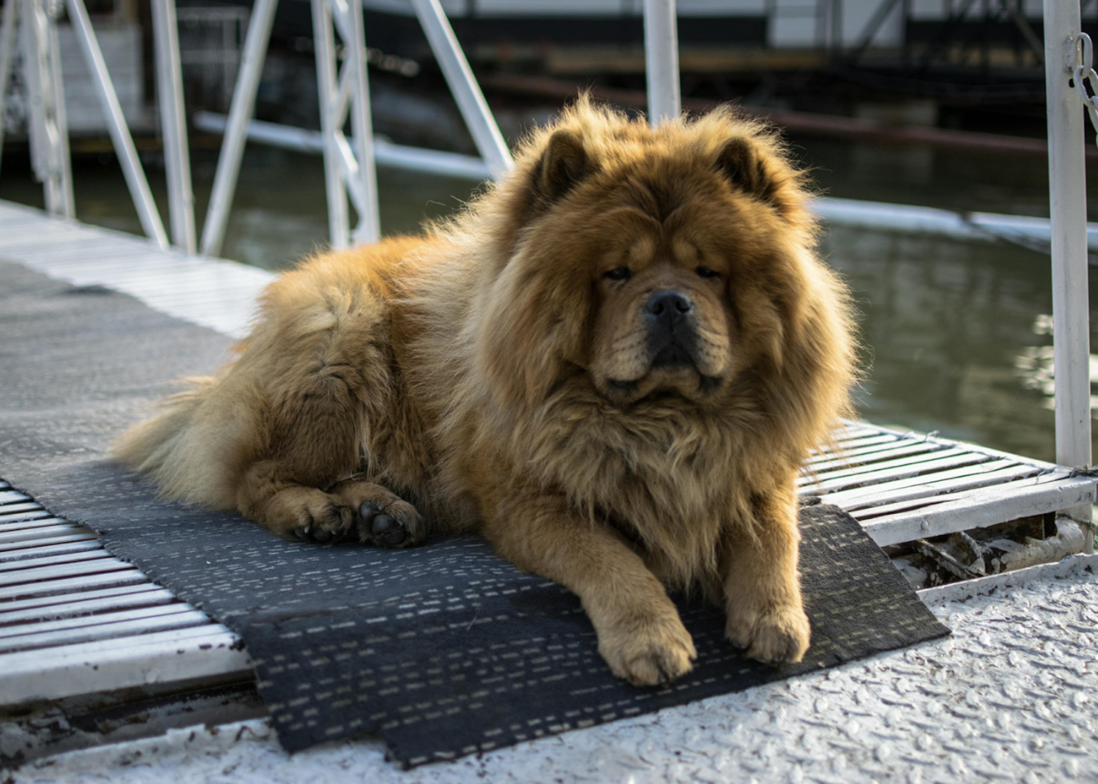 Chow Chow sur le pont d'un port