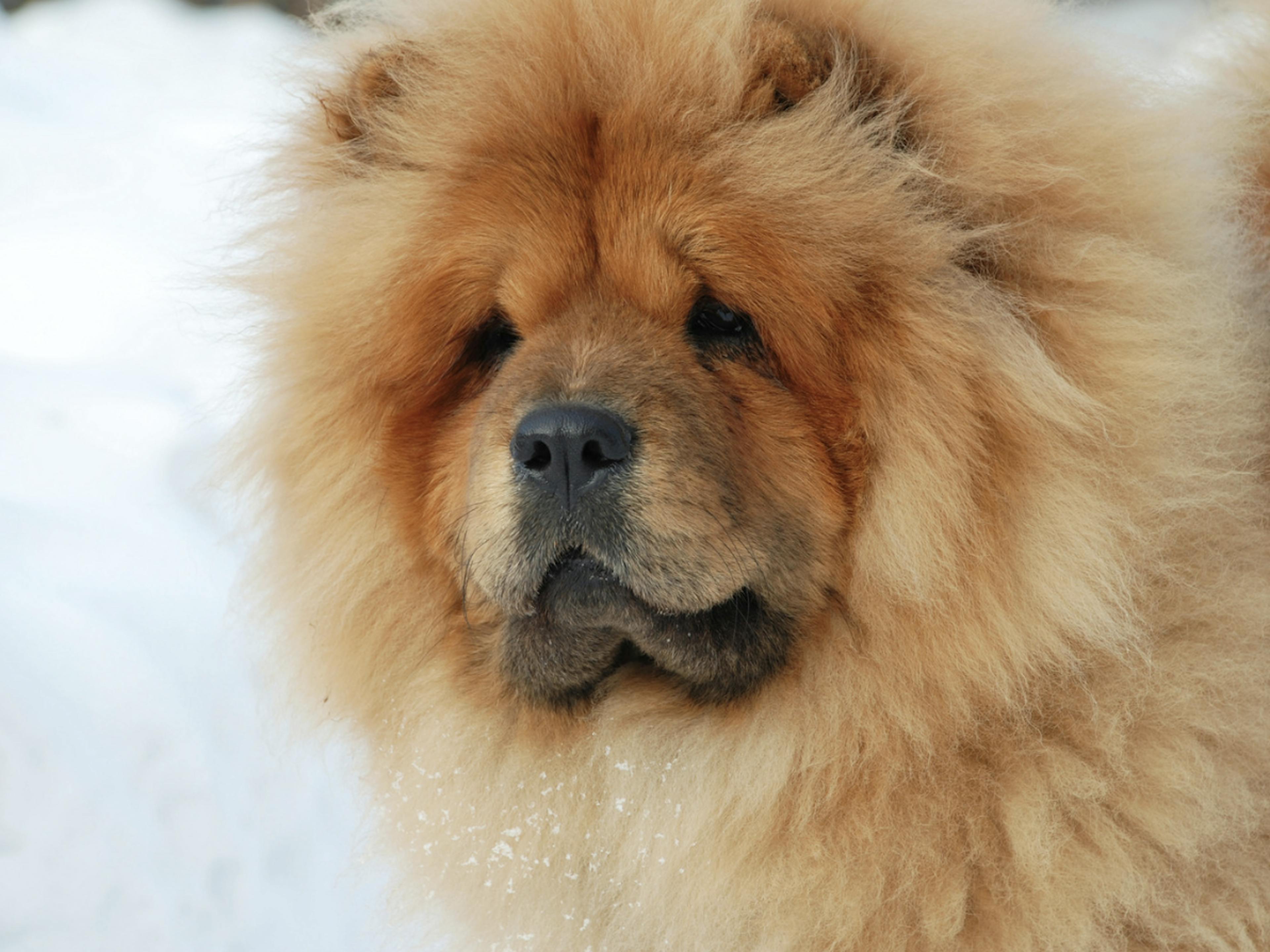 Chow Chow à la neige