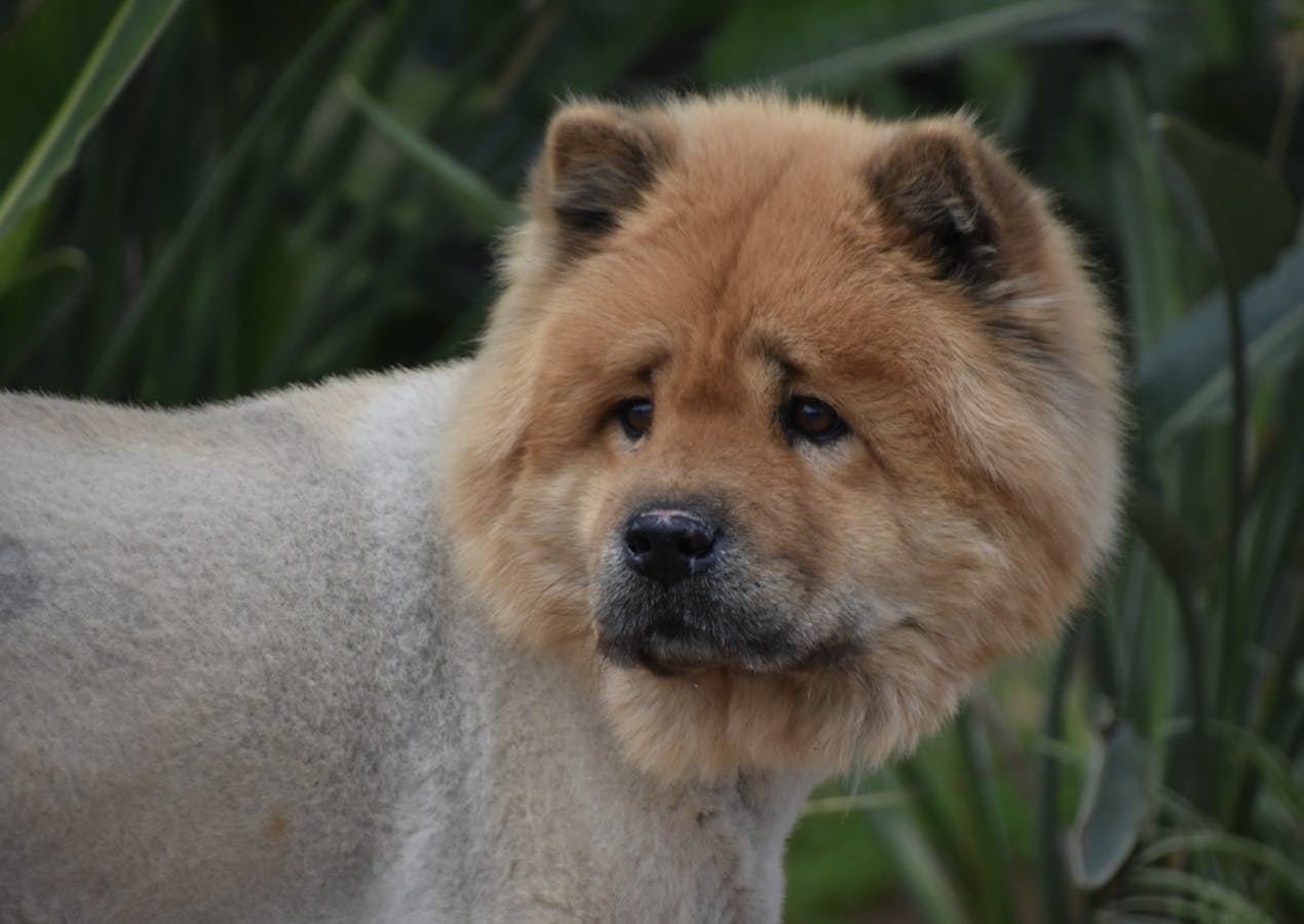 Chow Chow avec le corps rasé