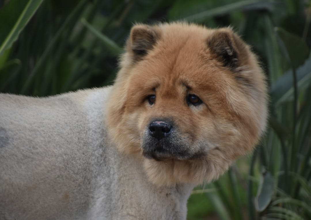 Chow Chow avec le corps rasé 