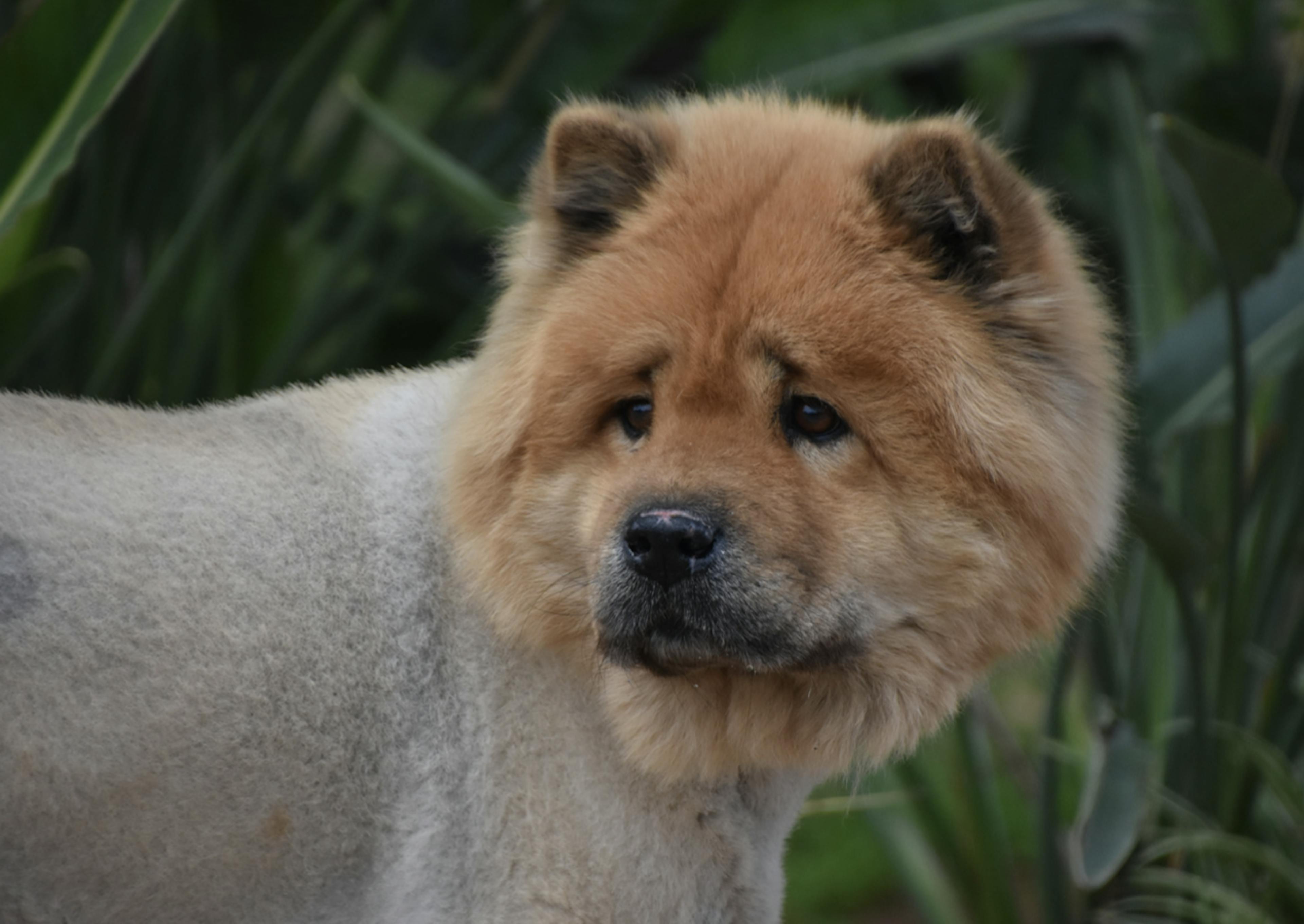 Chow Chow avec le corps rasé 