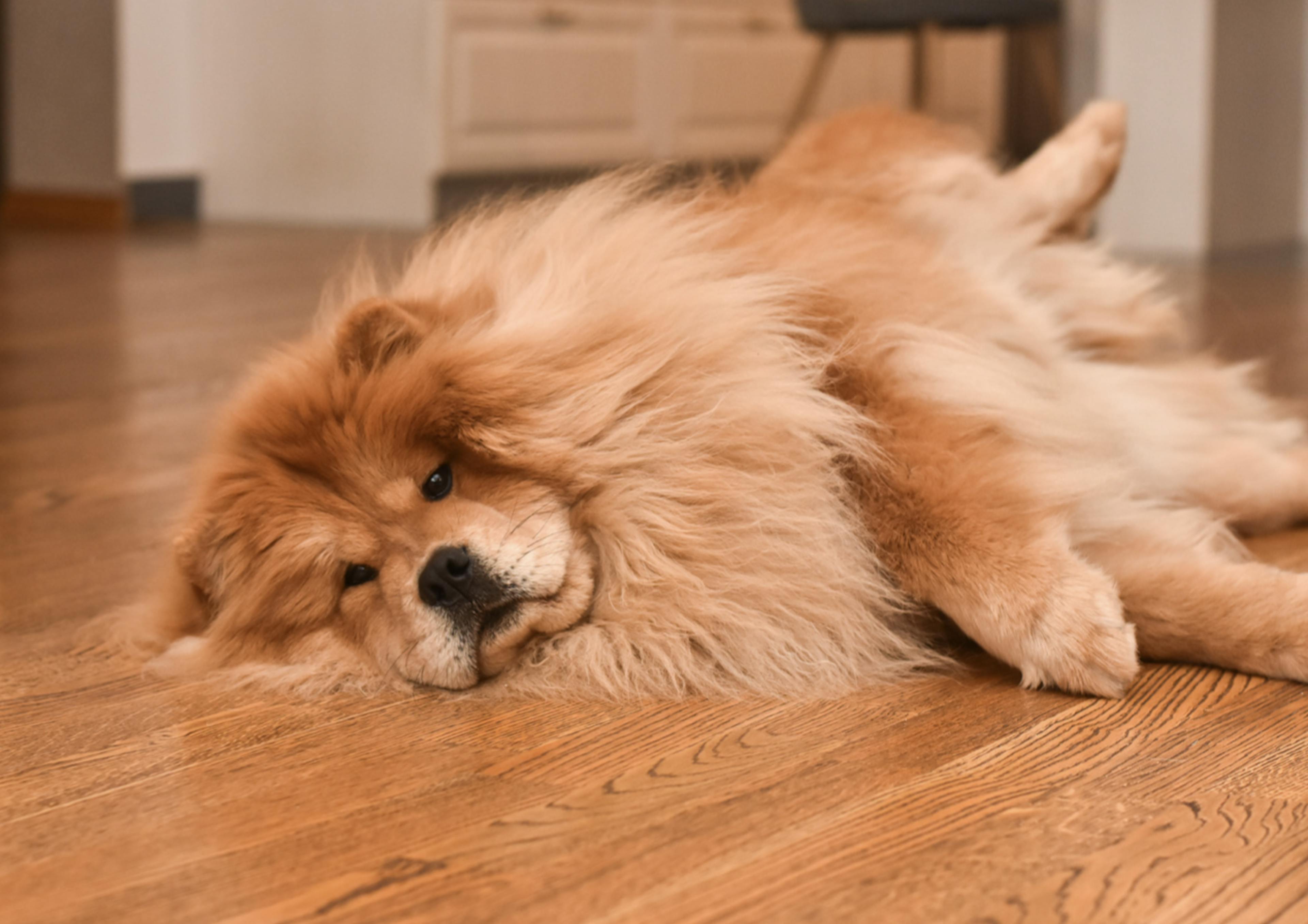 Chow Chow couché sur le parquet