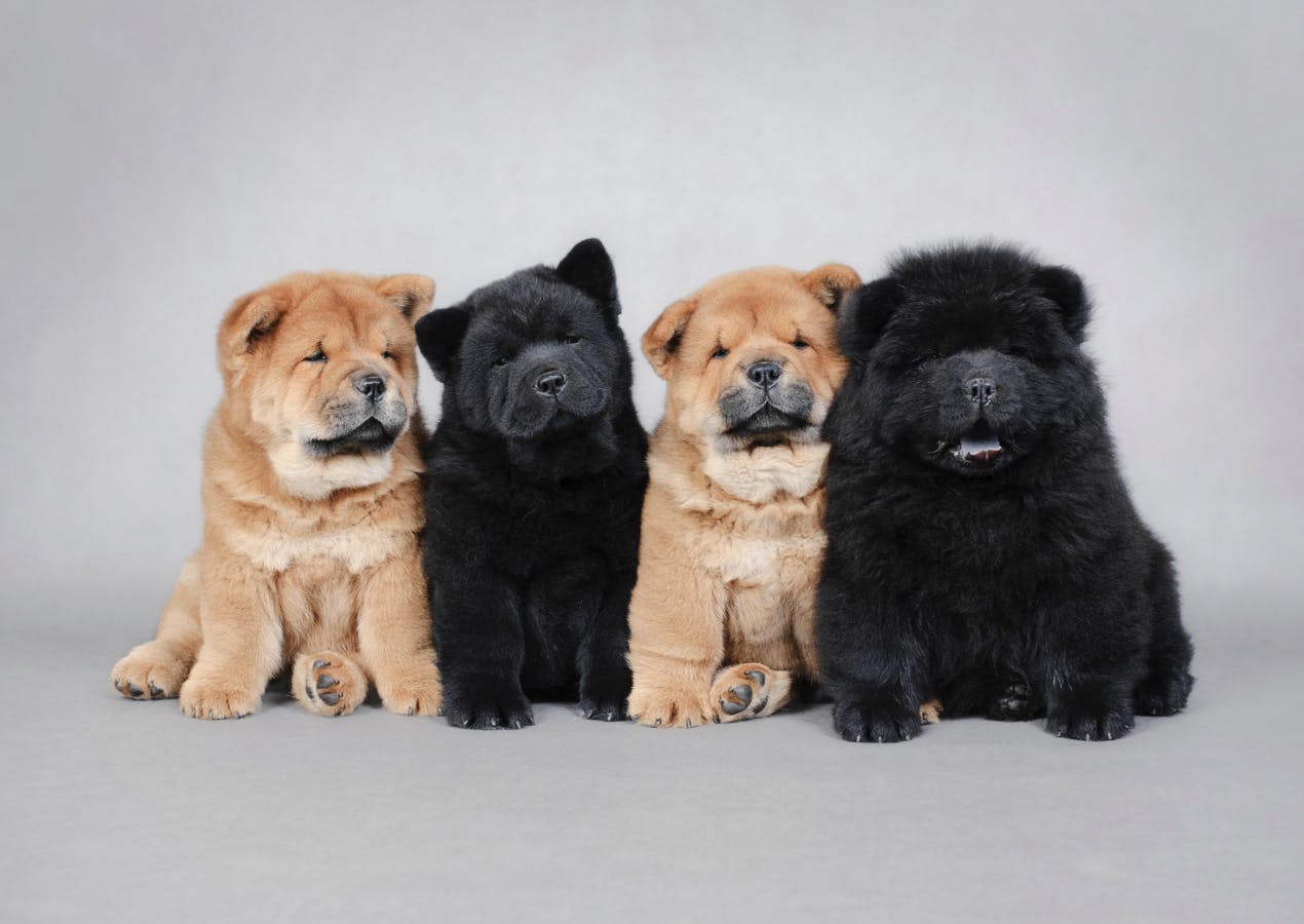 Série de chiots Chow Chow