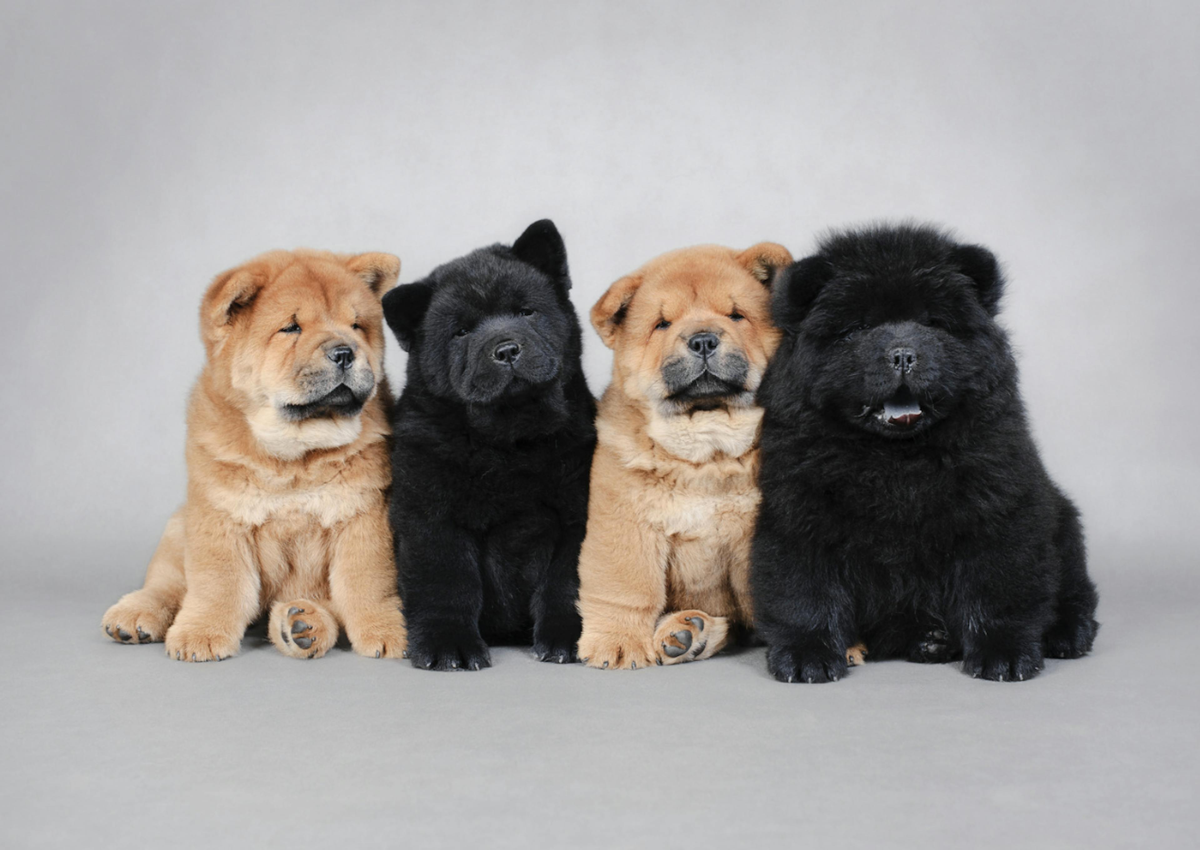 Série de chiots Chow Chow 