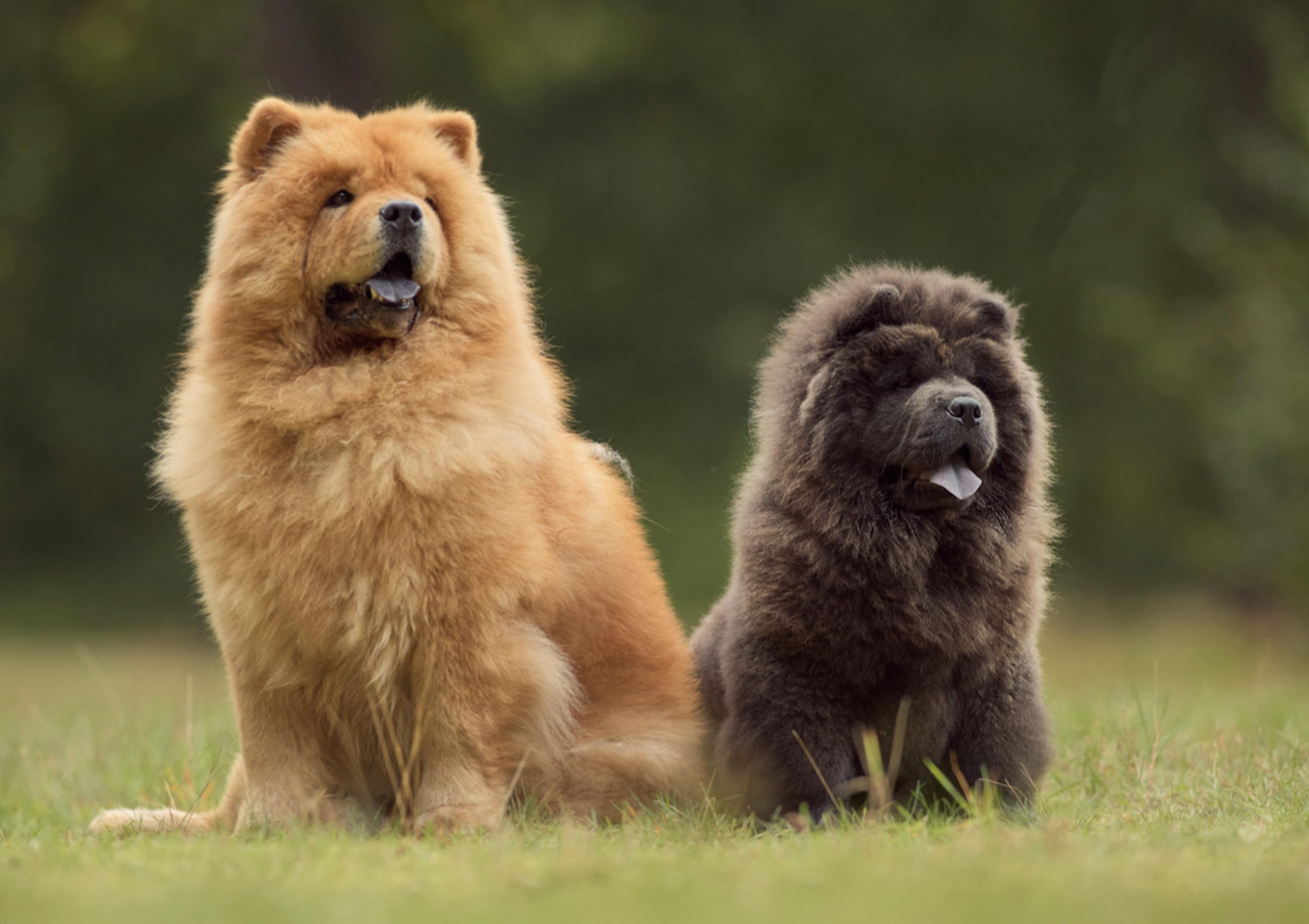 Deux Chow Chow assis côte à côte dans l'herbe