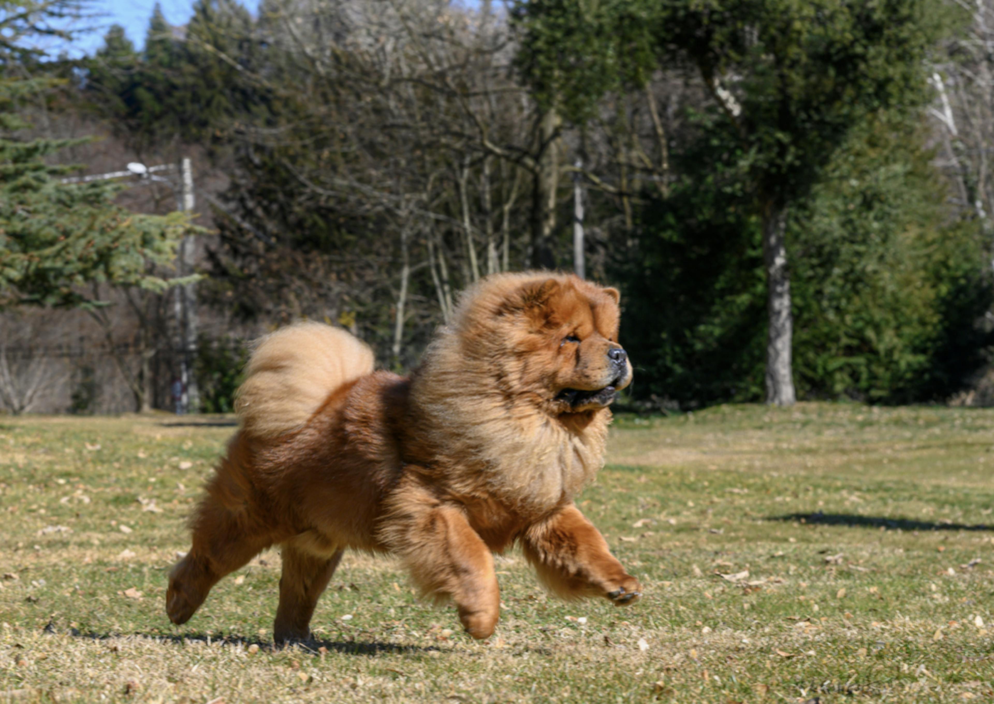 Chow Chow qui court sur l'herbe