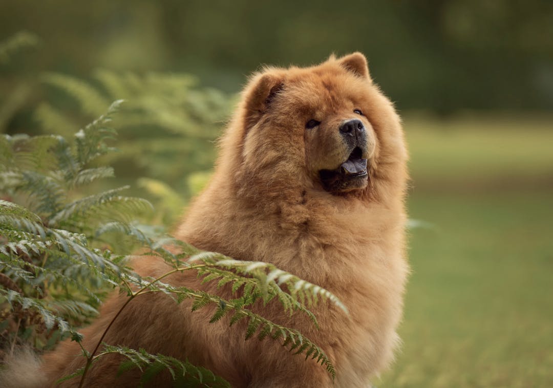Photo portrait d'un Chow Chow