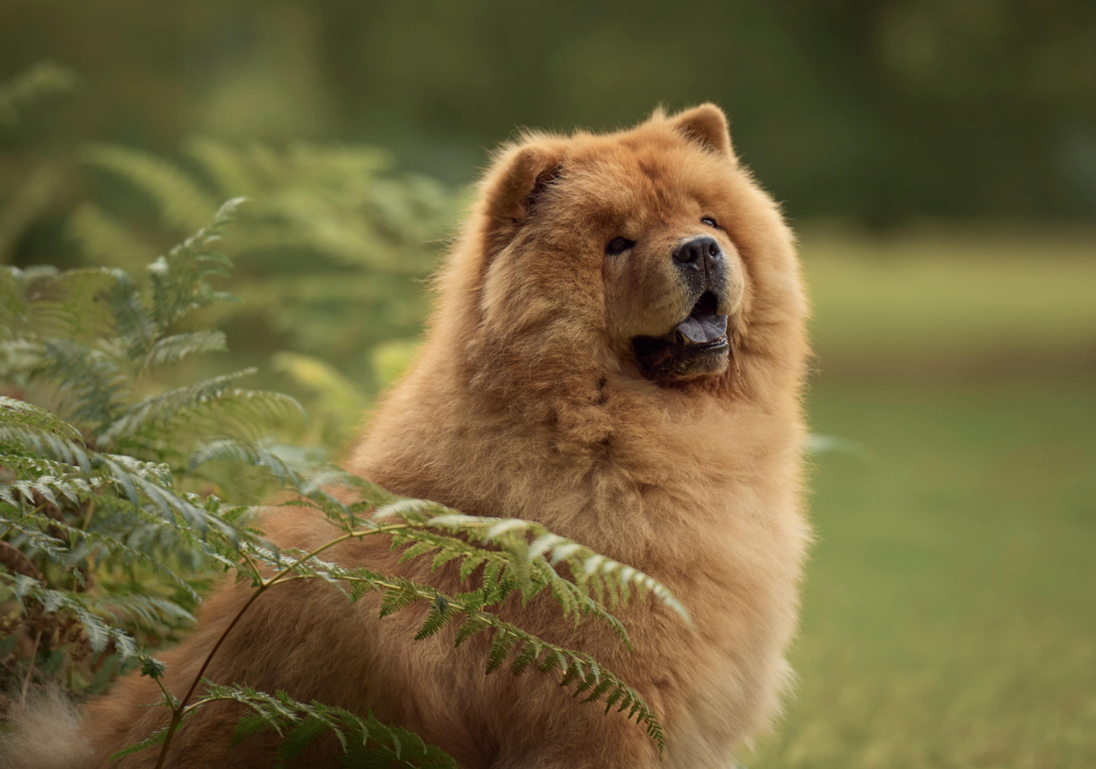 Photo portrait d'un Chow Chow 