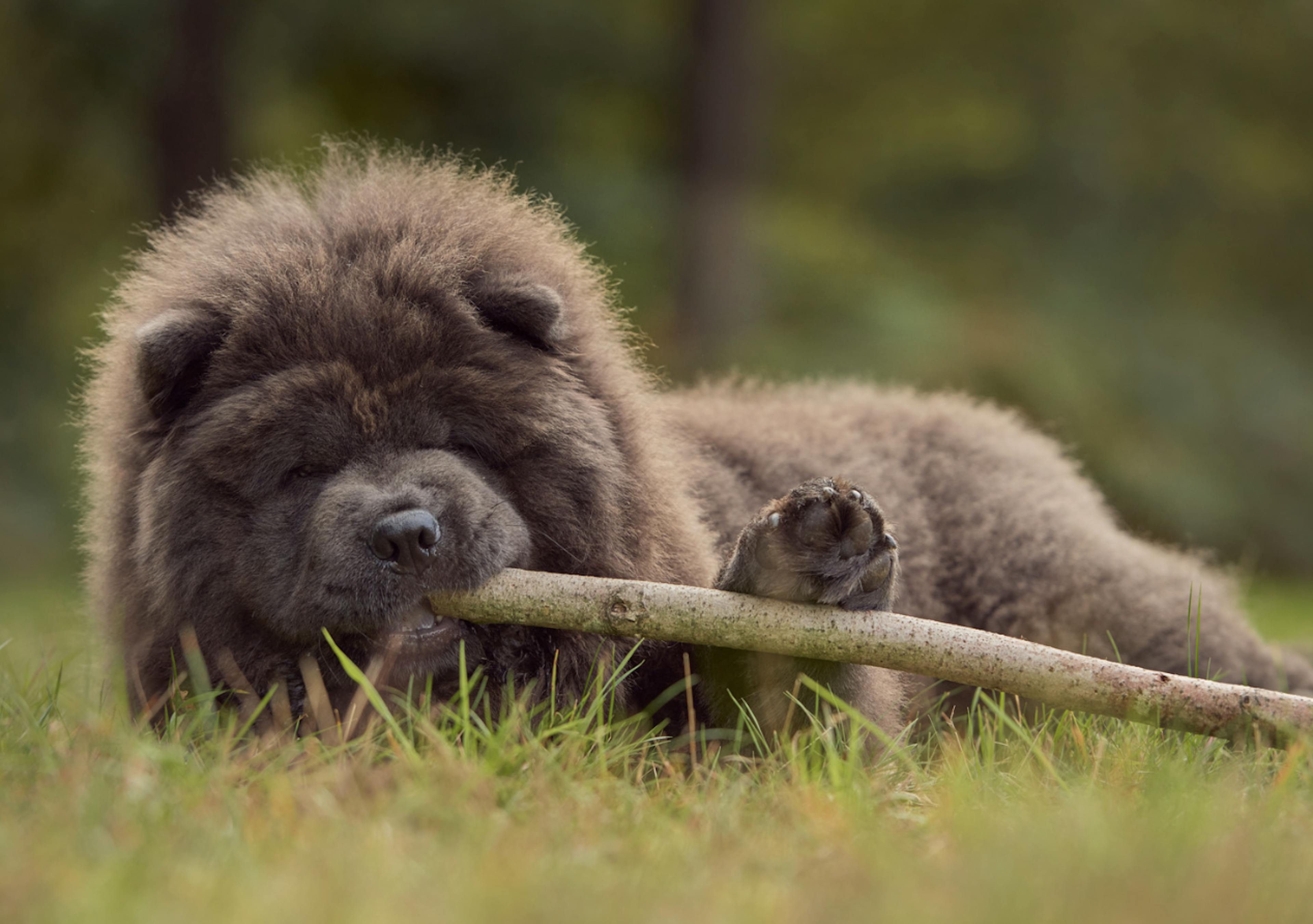 Chow Chow noir qui mange un bâton