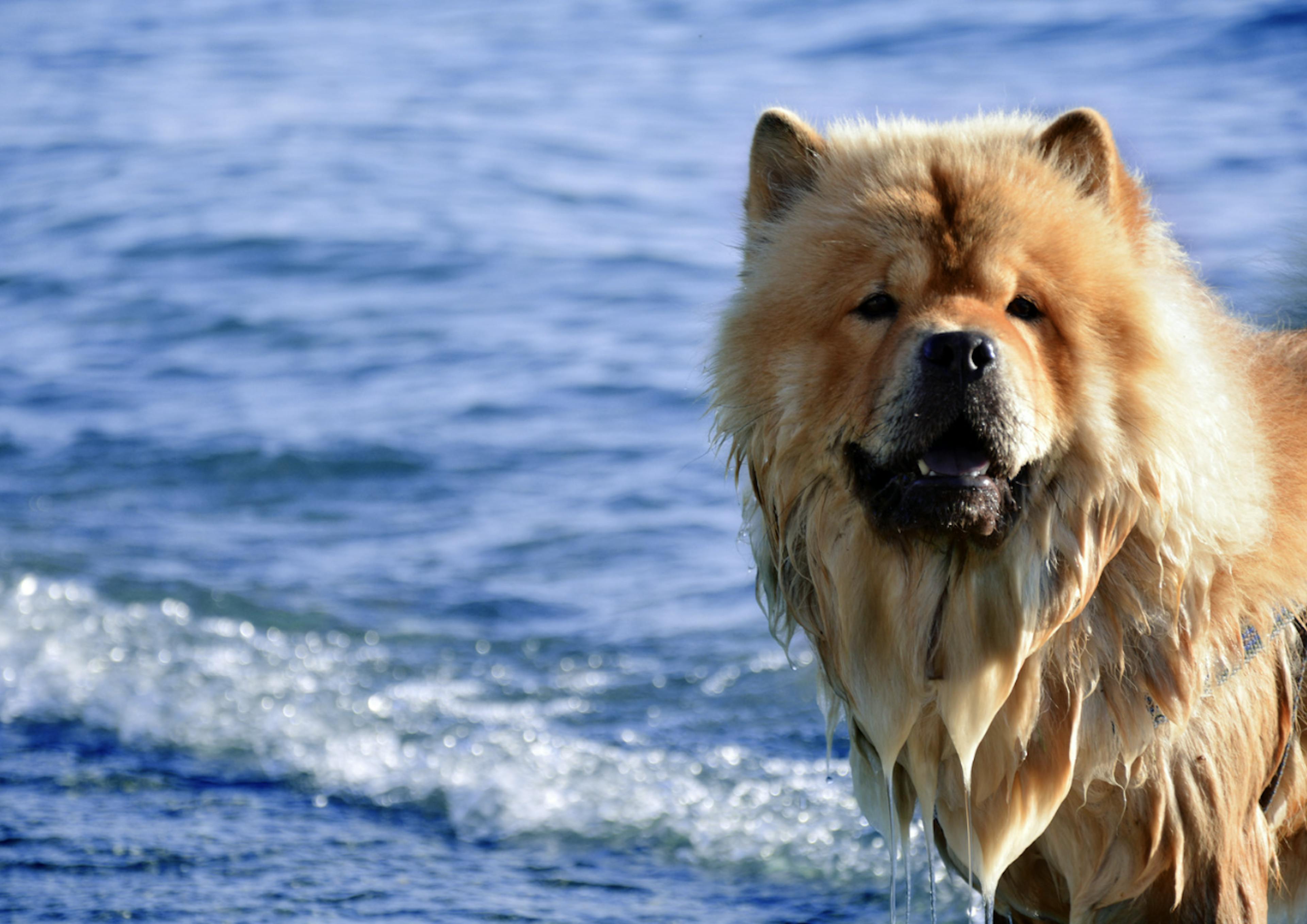 Chow Chow à la plage