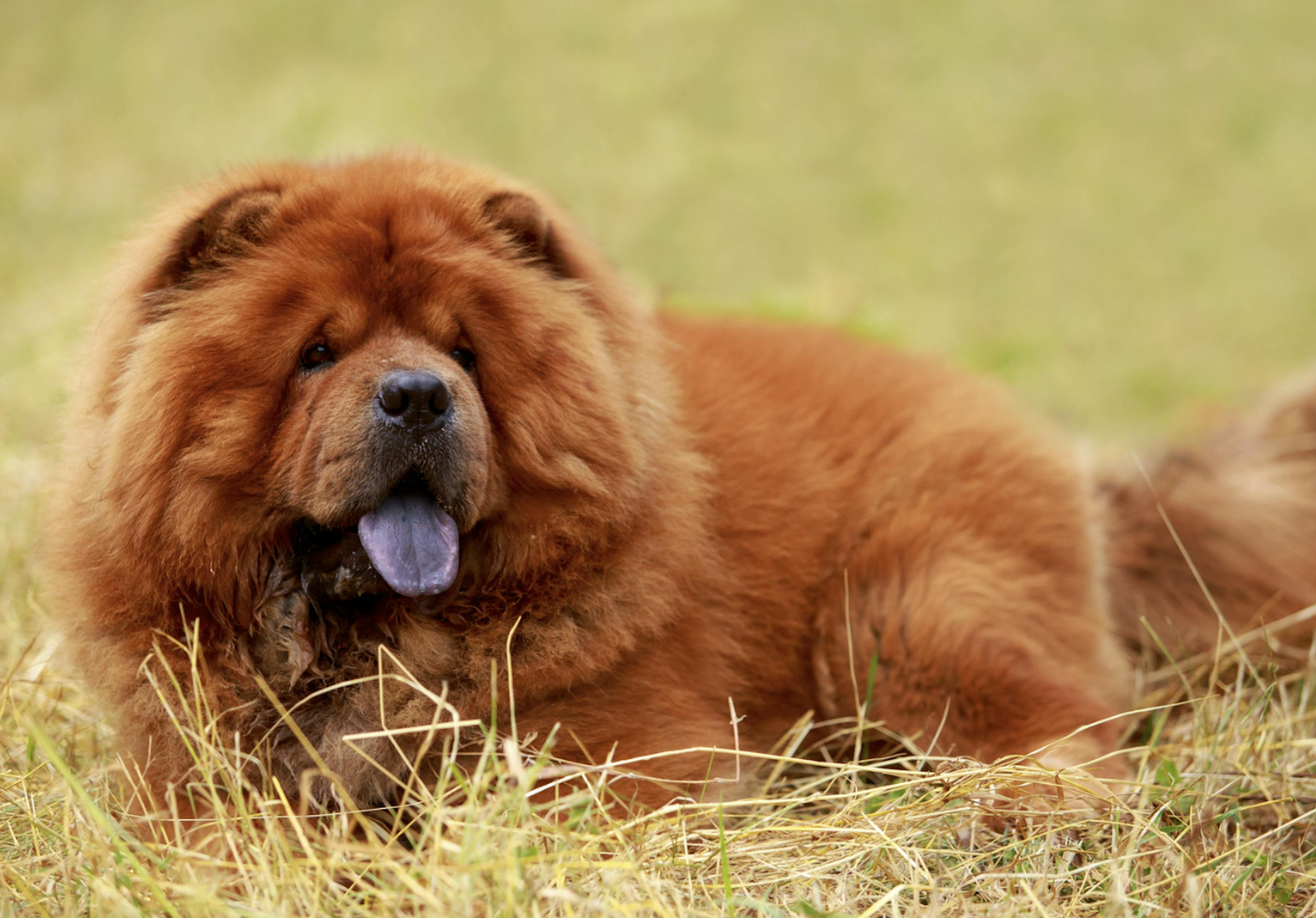 Chow Chow couché dans l'herbe